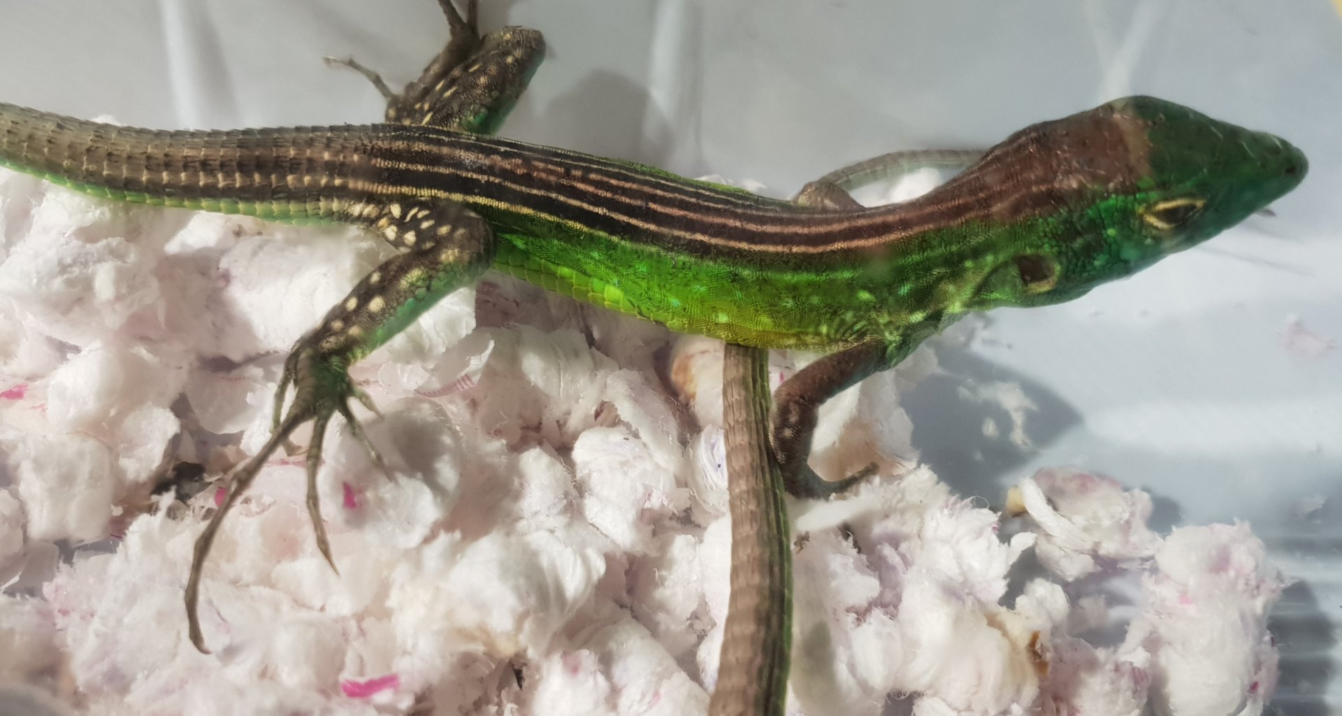 Cnemidophorus lemniscatus