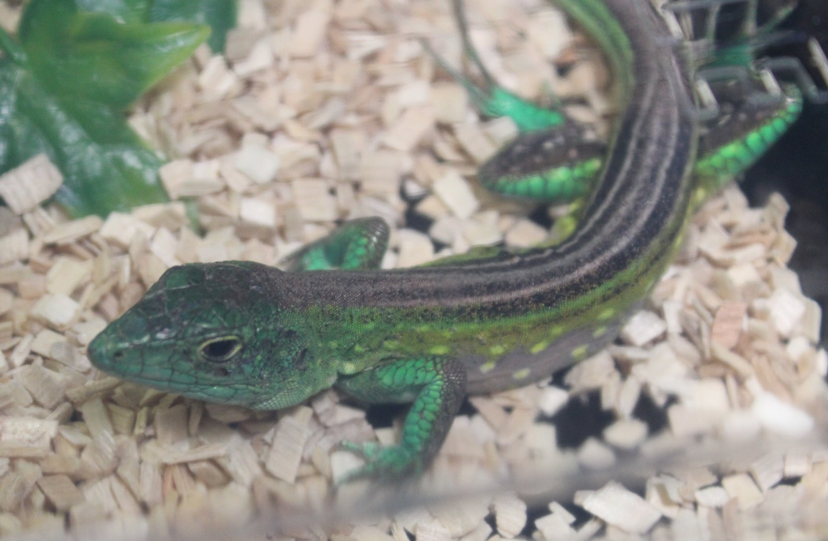 Cnemidophorus lemniscatus