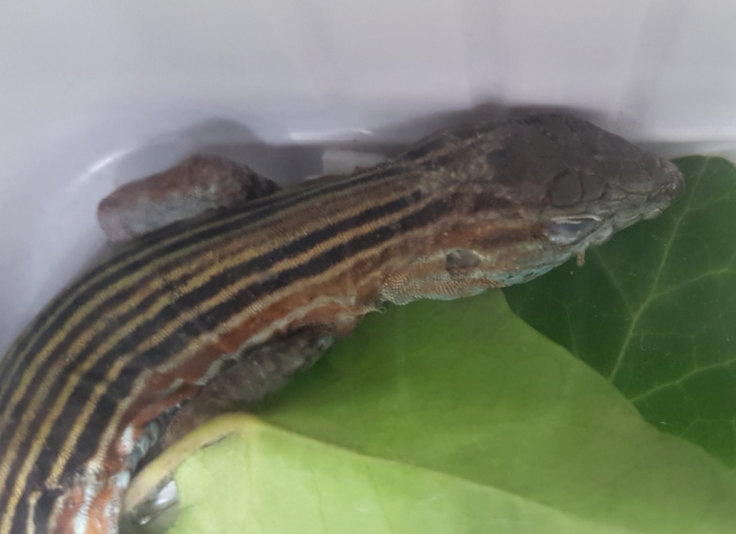 Cnemidophurus deppei