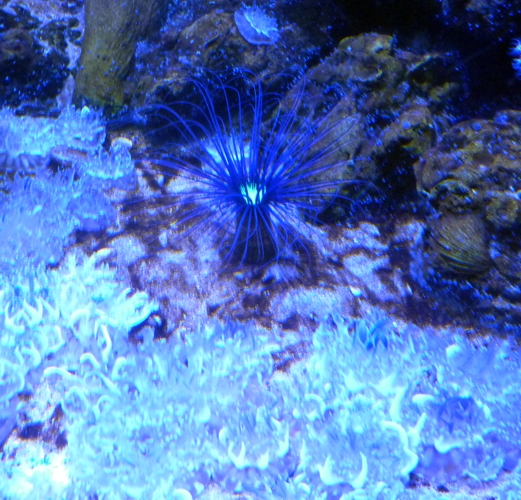 Cnidarian interaction (Sevilla aquarium)