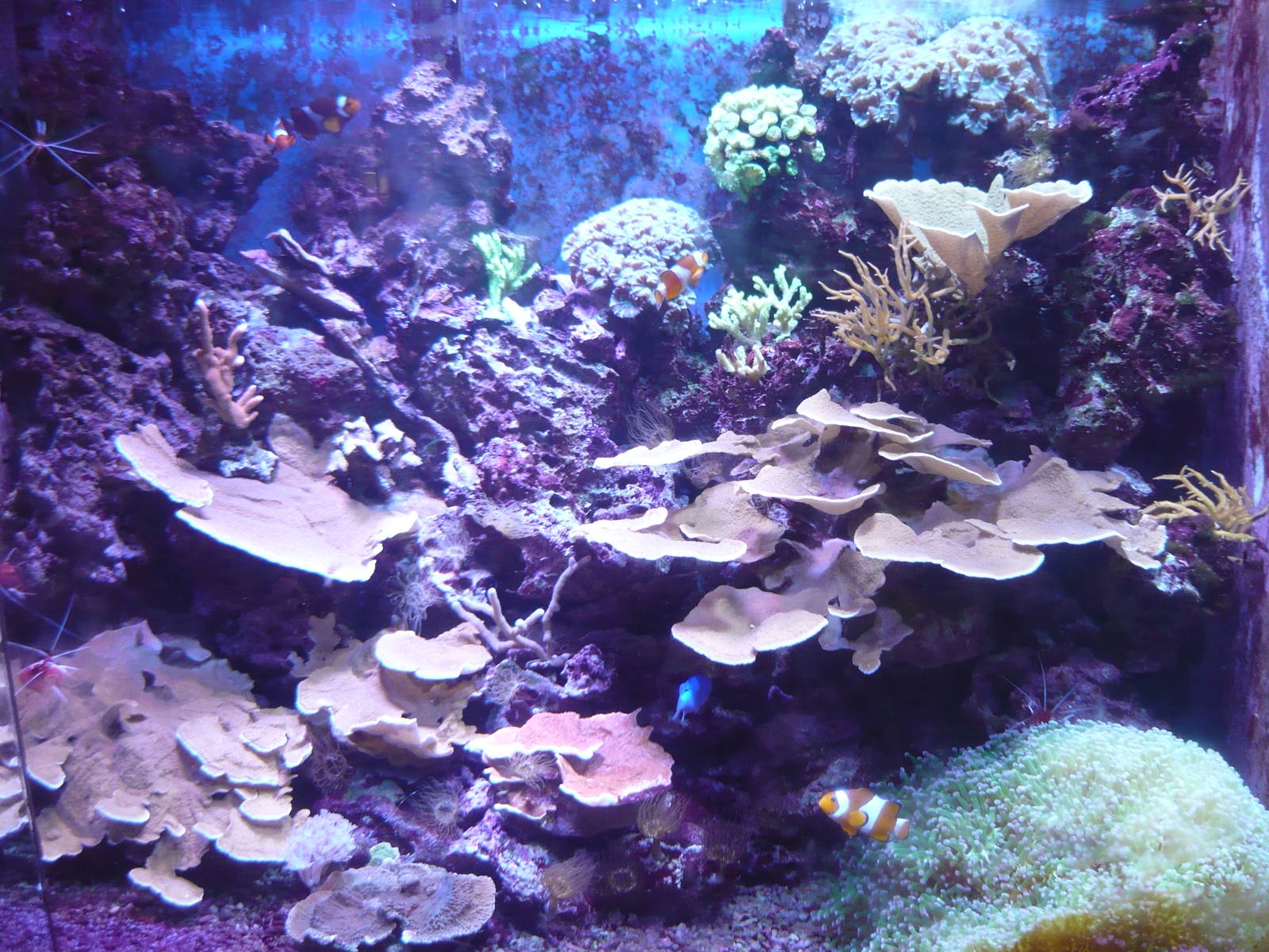 Cnidarians and Clownfish exhibit