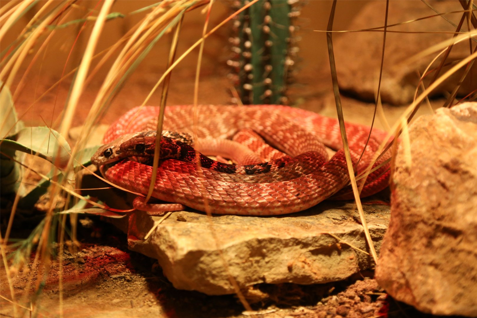 Coachwhip (Masticophis flagellum)