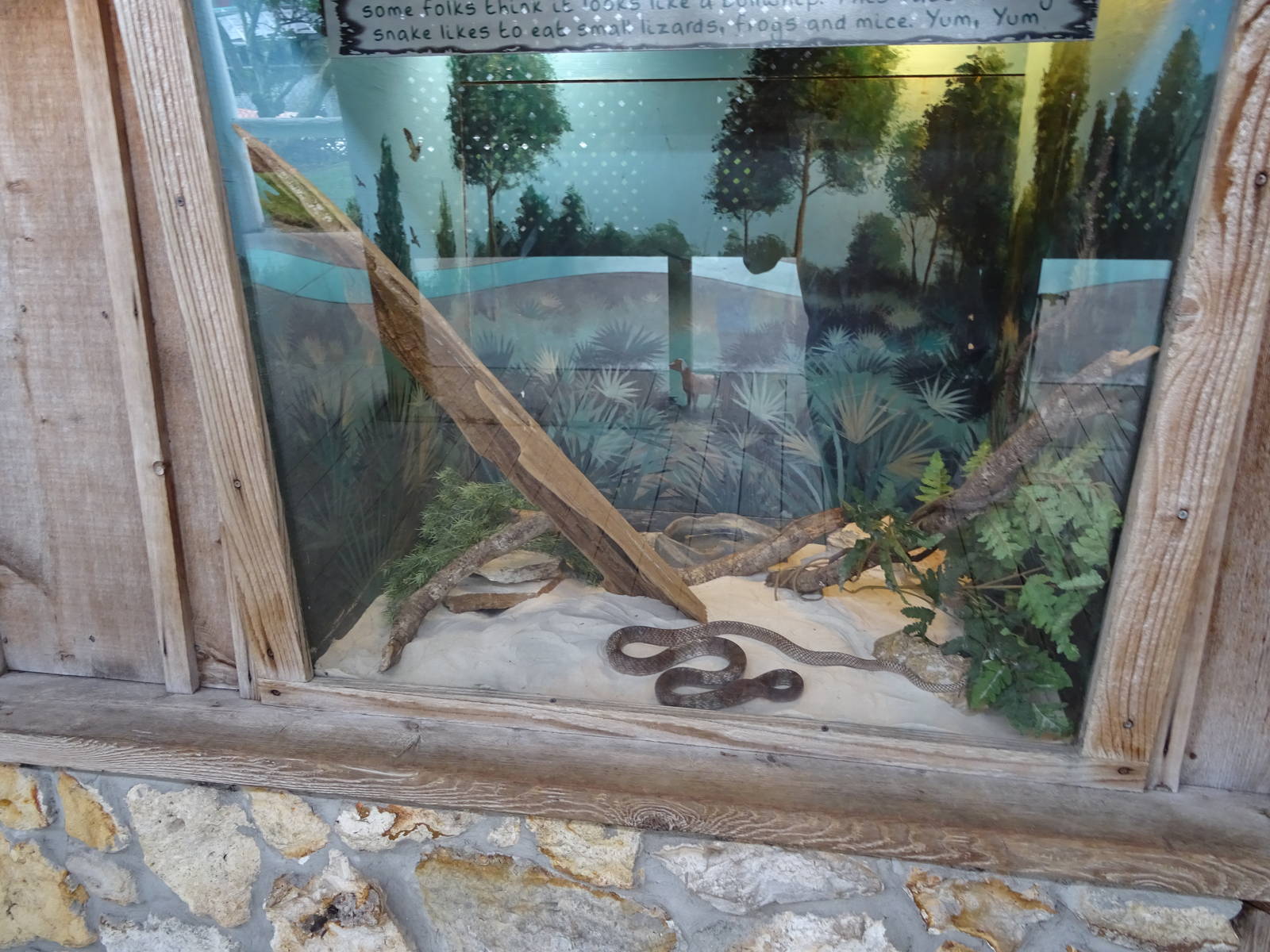 Coachwhip Snake Exhibit at Gatorland