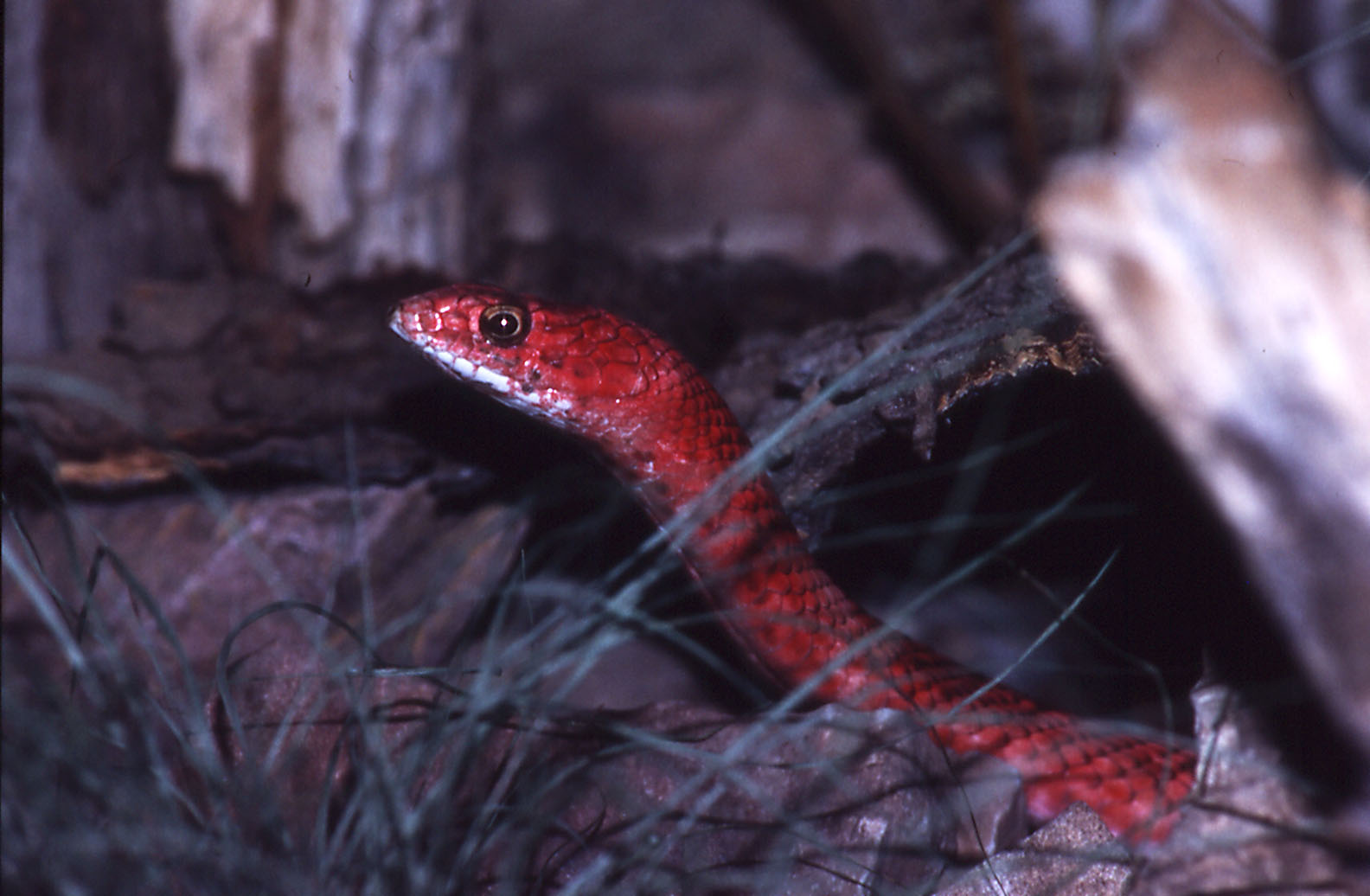 Coachwhip Snake
