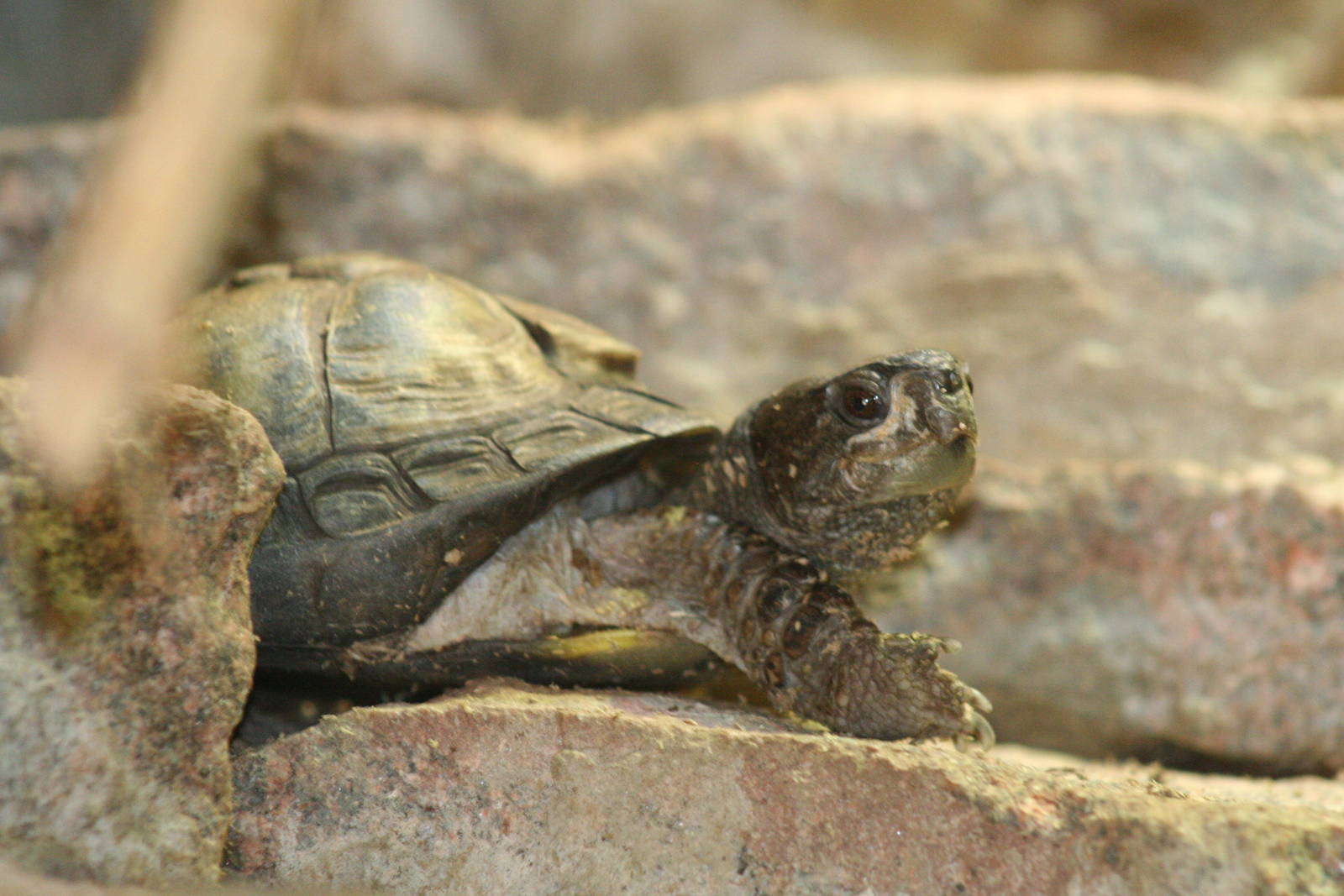 Coahuila Box Turtle @ Dudley; 19.09.2015