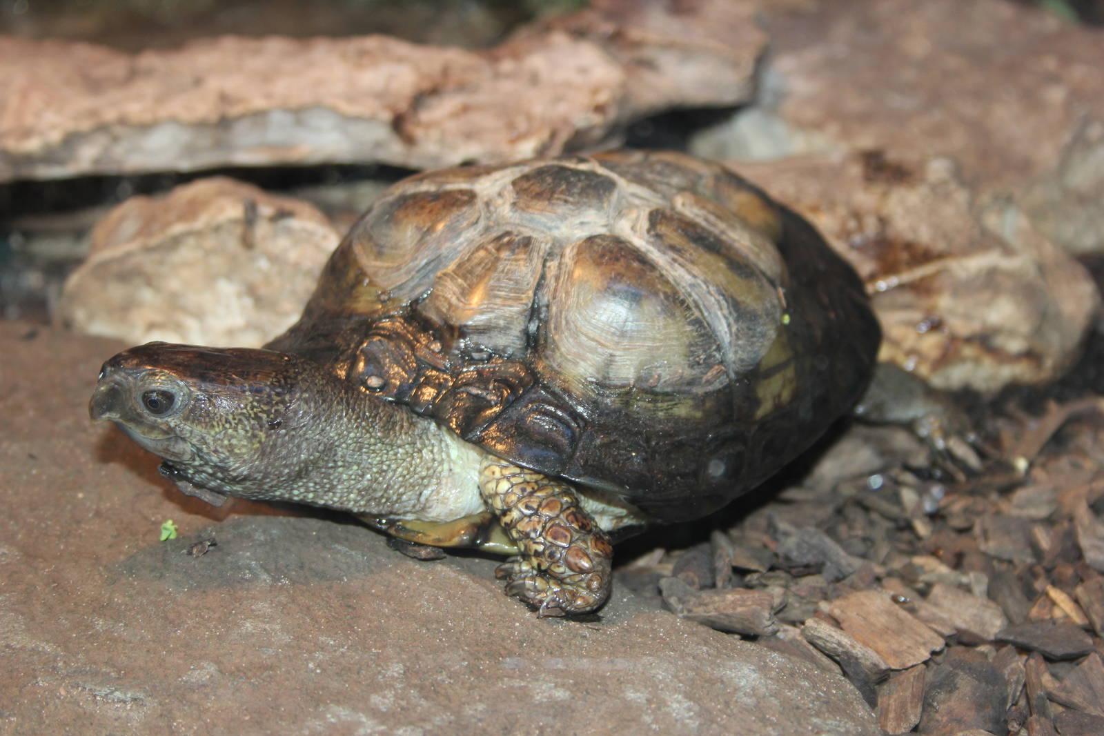 Coahuila box turtle