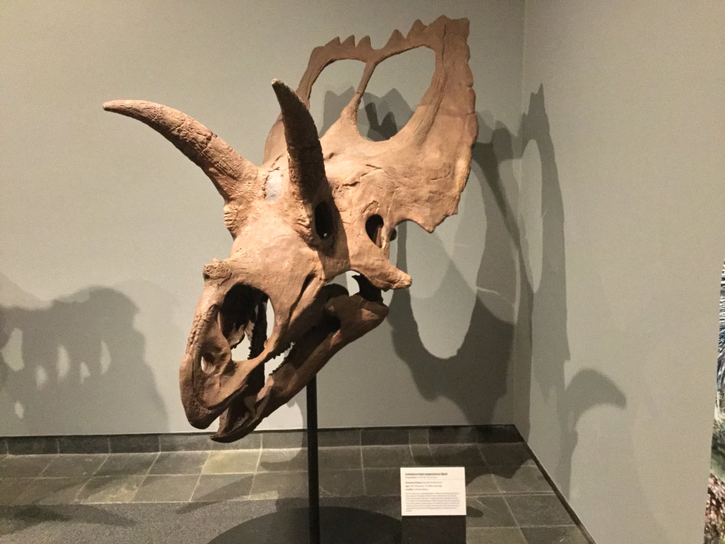Coahuilaceratops magnacuerna (Skull)