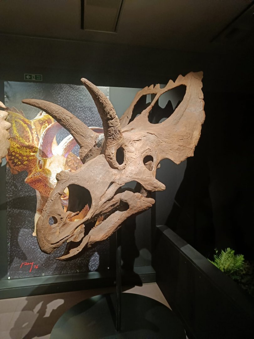 Coahuilaceratops skull
