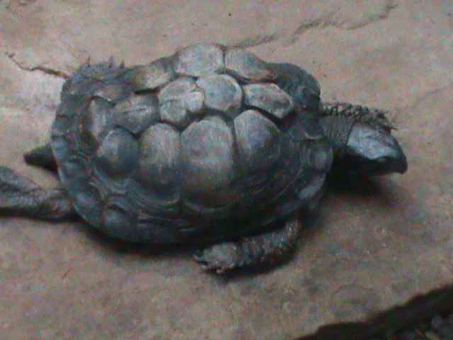 Coahuilan box turtle 121210
