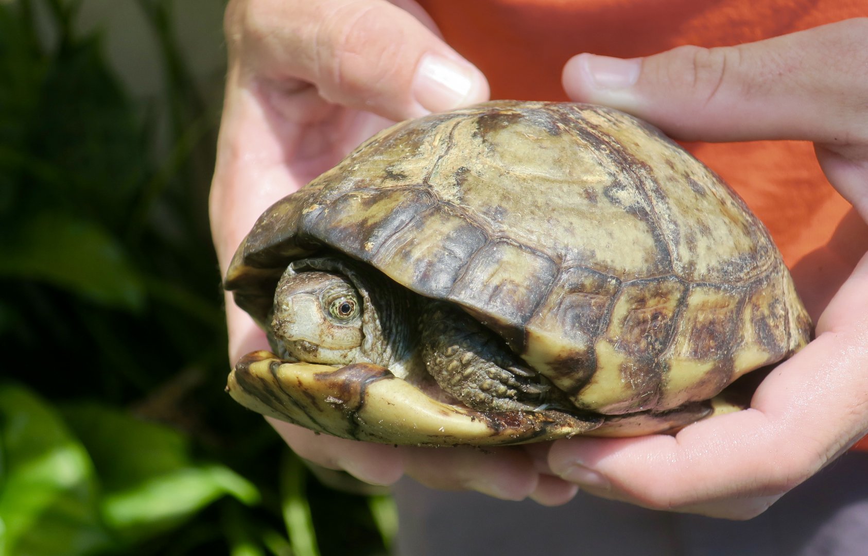 Coahuilan Box Turtle (Terrapene coahuila)