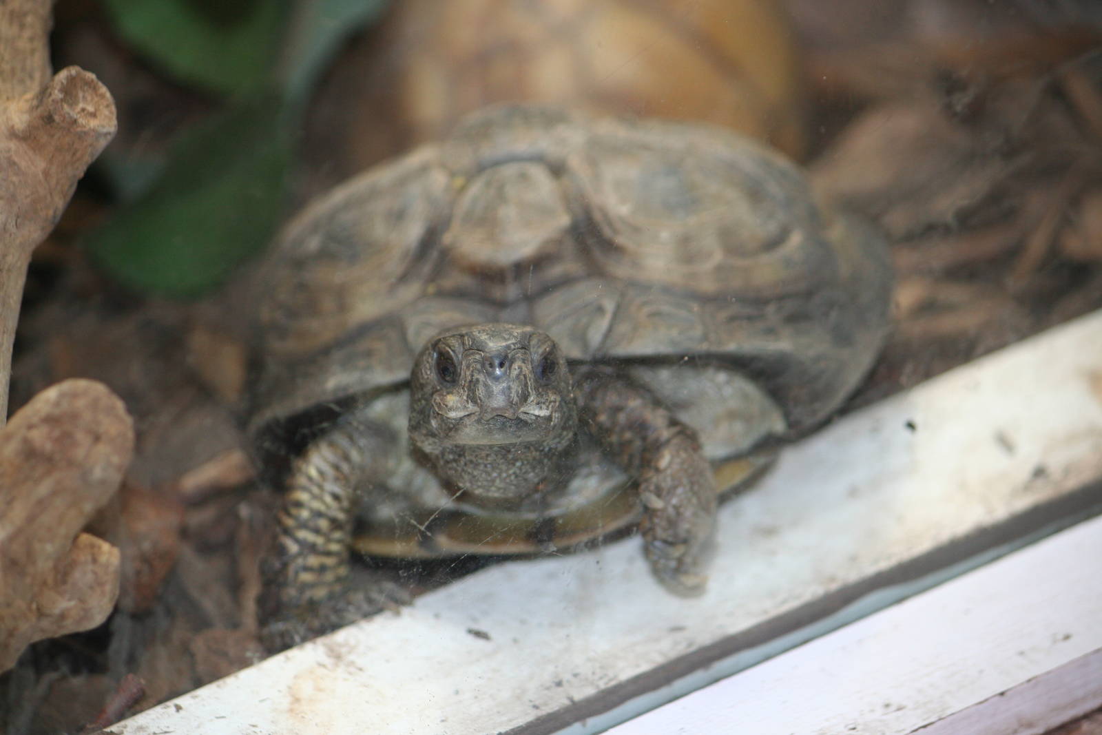 Coahuilan box turtle?