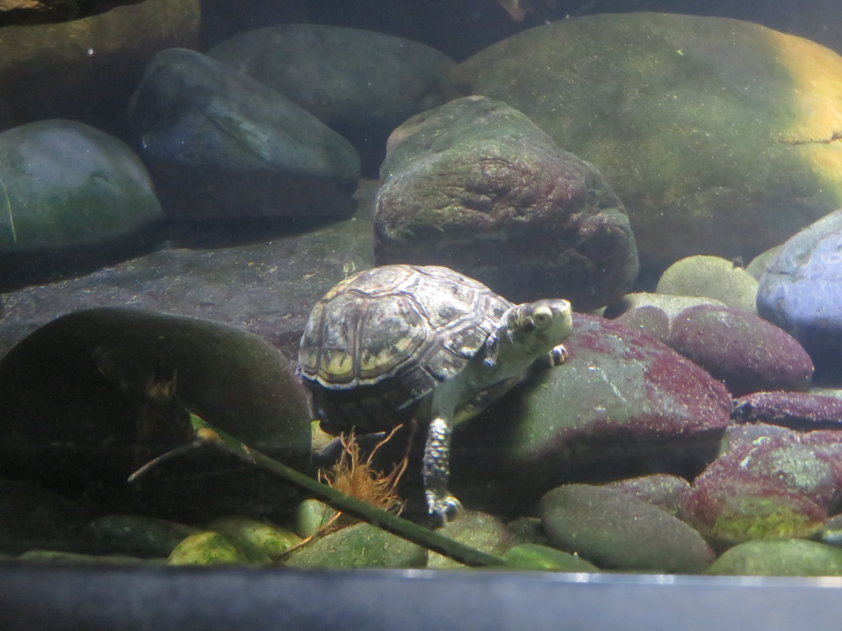 Coahuilan Box Turtle