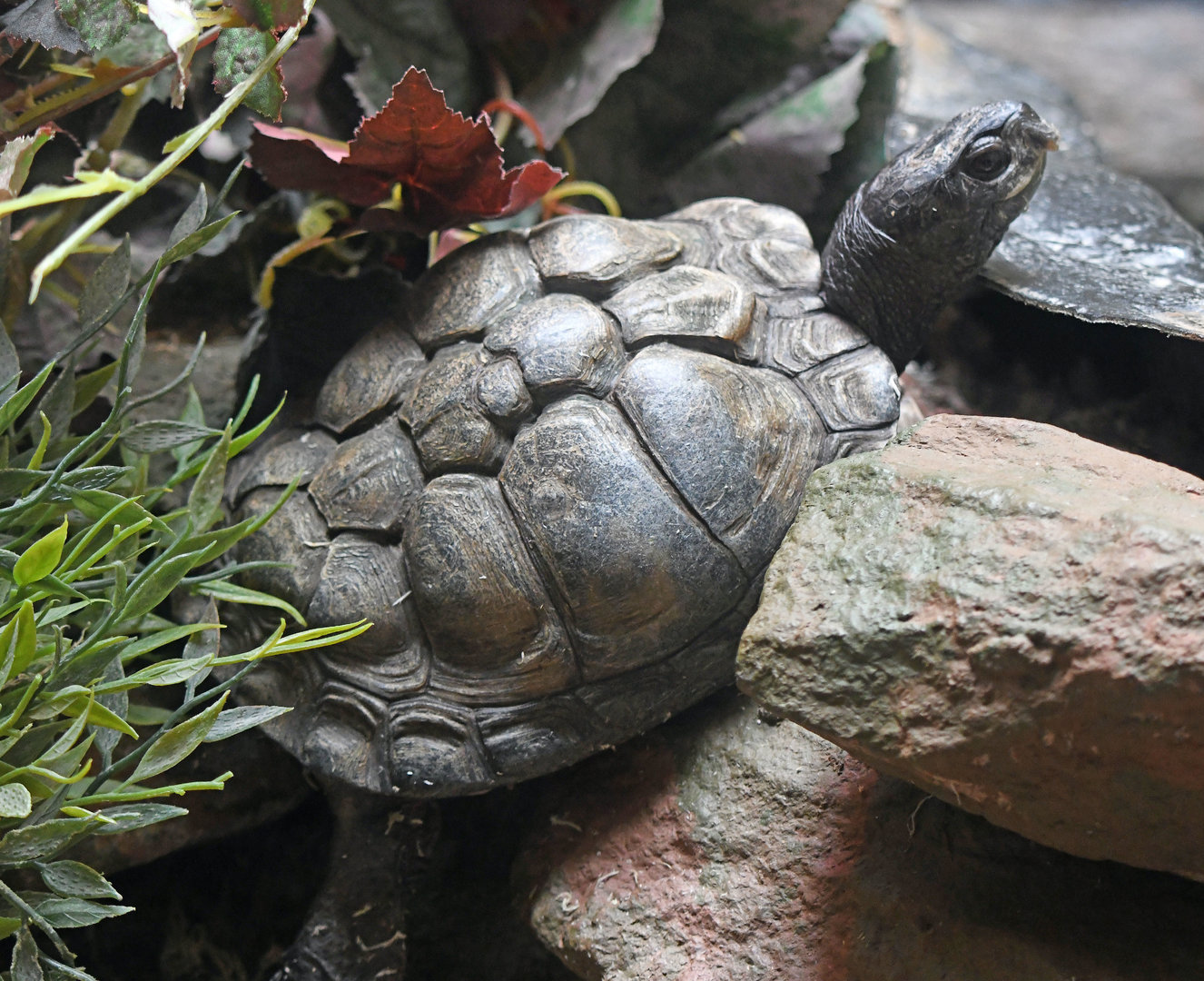 Coahuilan box turtle