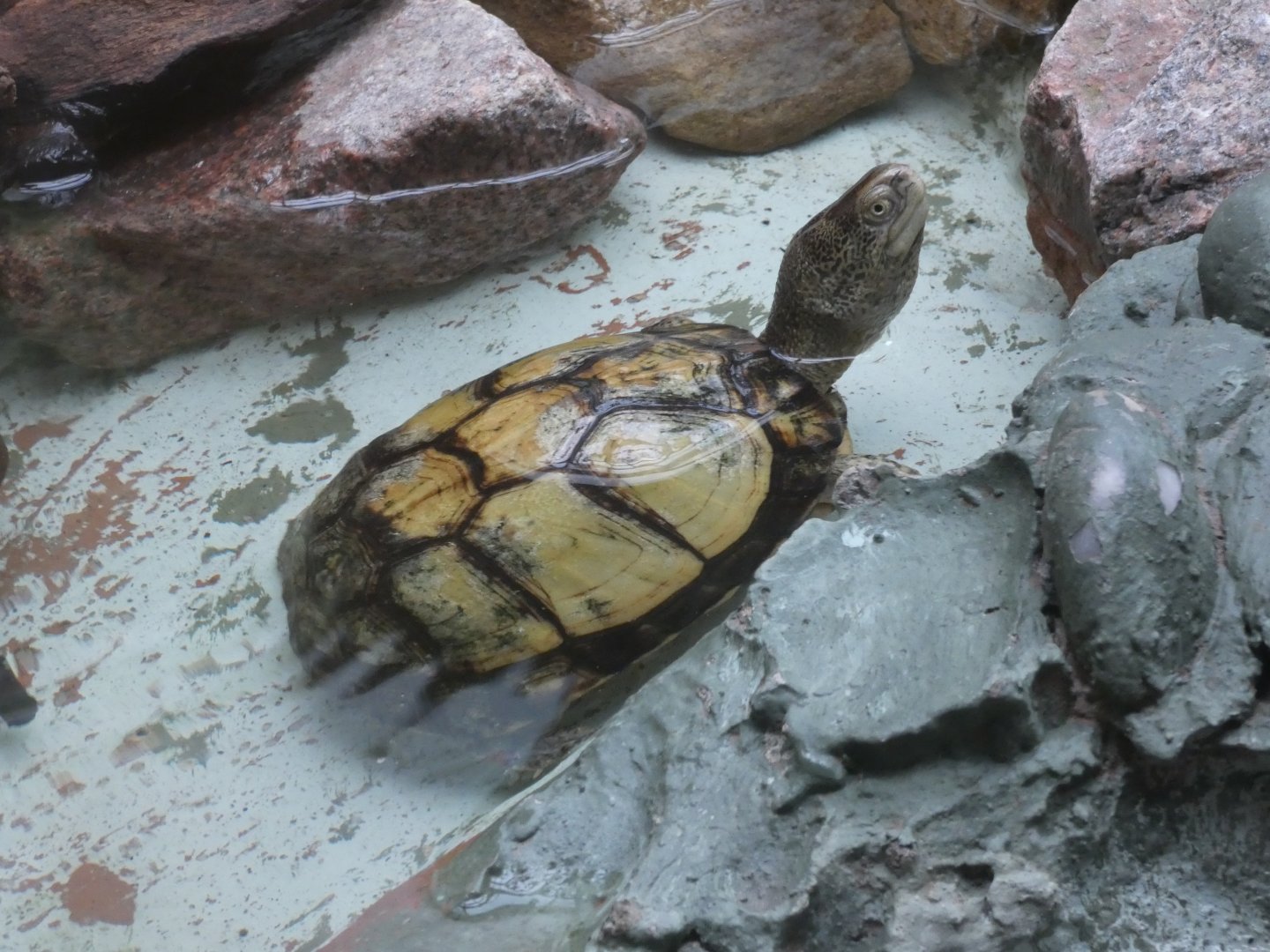 Coahuilan box turtle