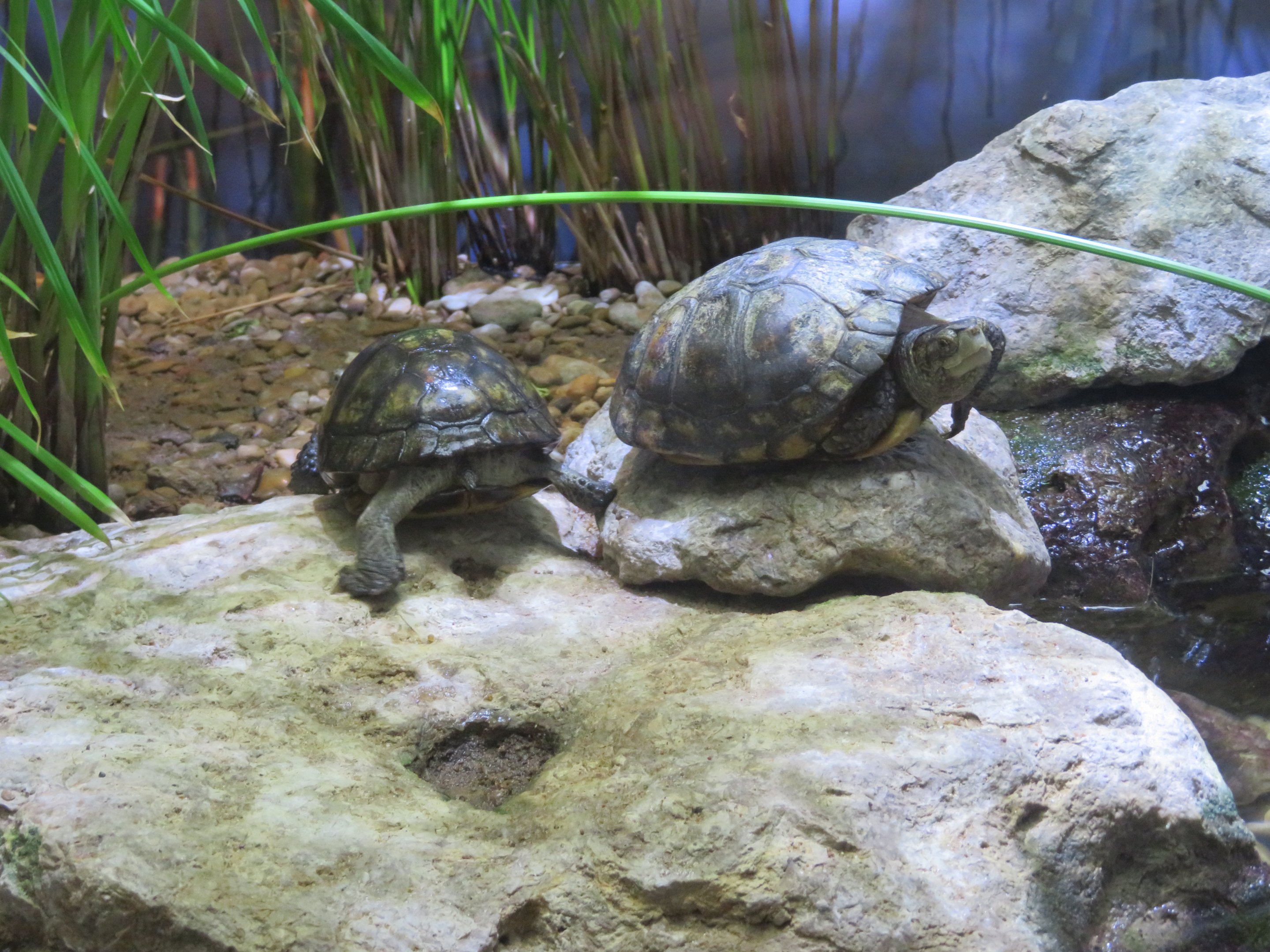 Coahuilan Box Turtles
