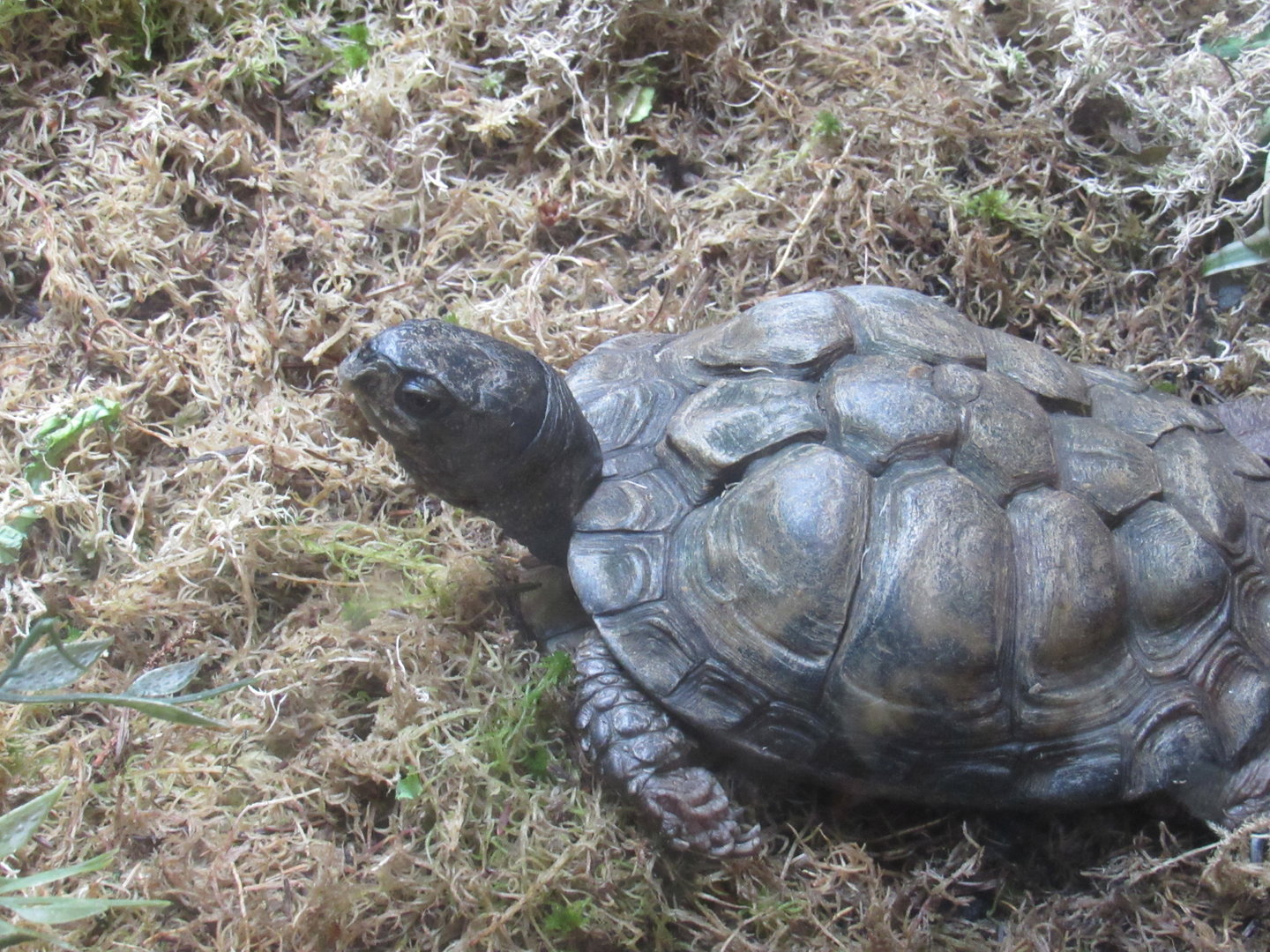 Coahuilian Box Turtle
