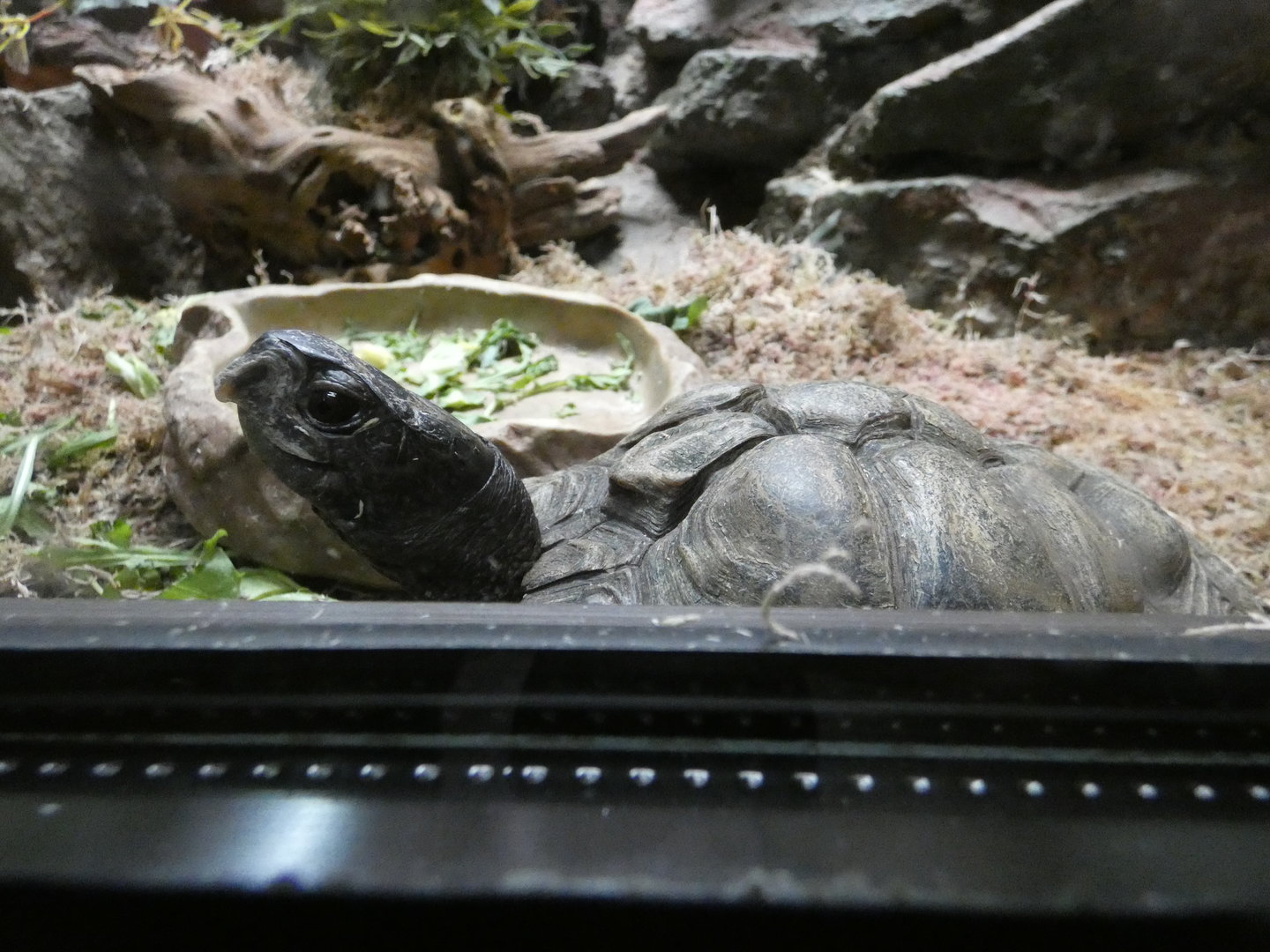 Coahulian box turtle
