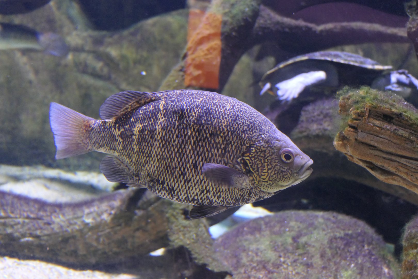 Coal Grunter (Hephaestus carbo)