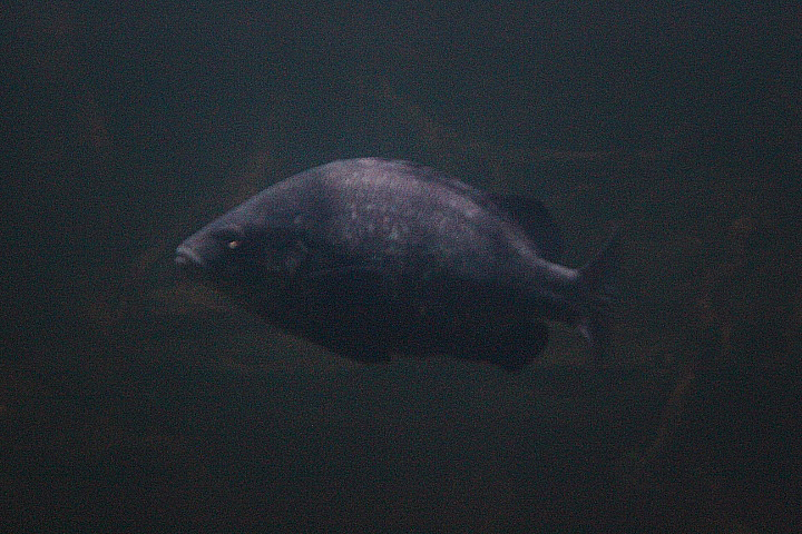 Coal grunter (Hephaestus carbo)