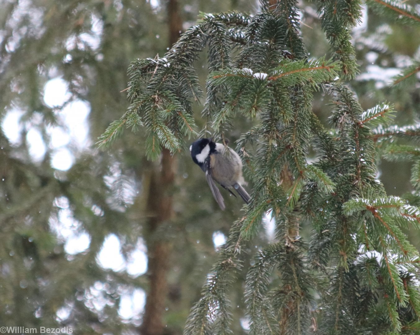 Coal Tit - Bialowieza