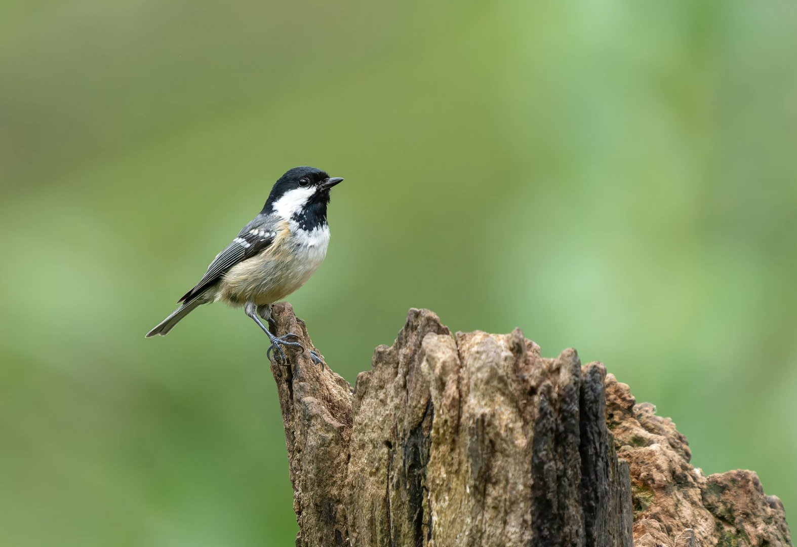 Coal tit, wild, UK