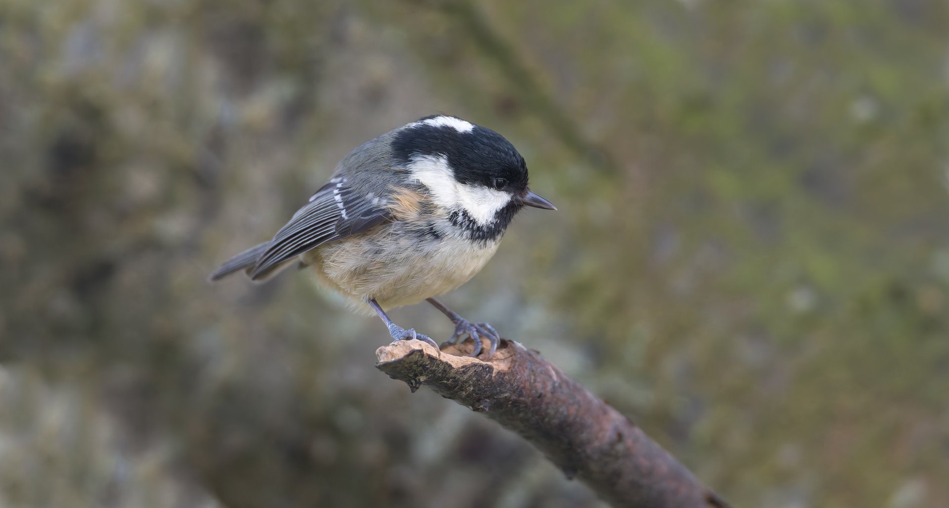 Coal tit, wild, UK