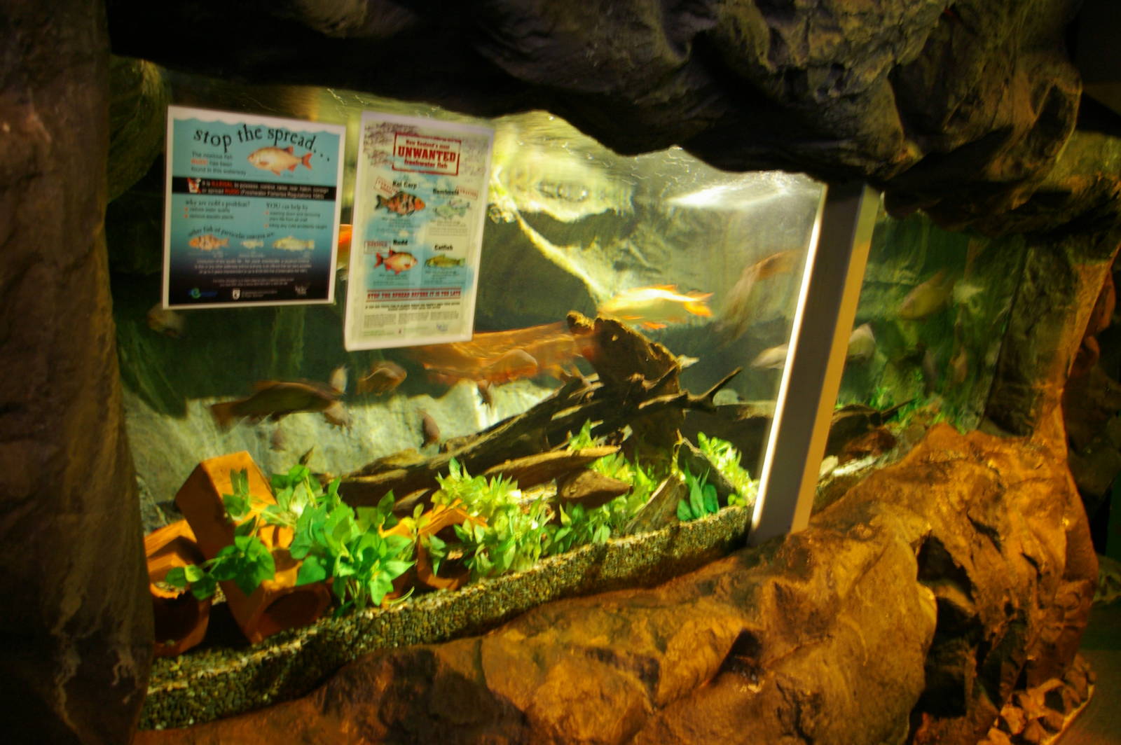 Coarse Fish aquarium