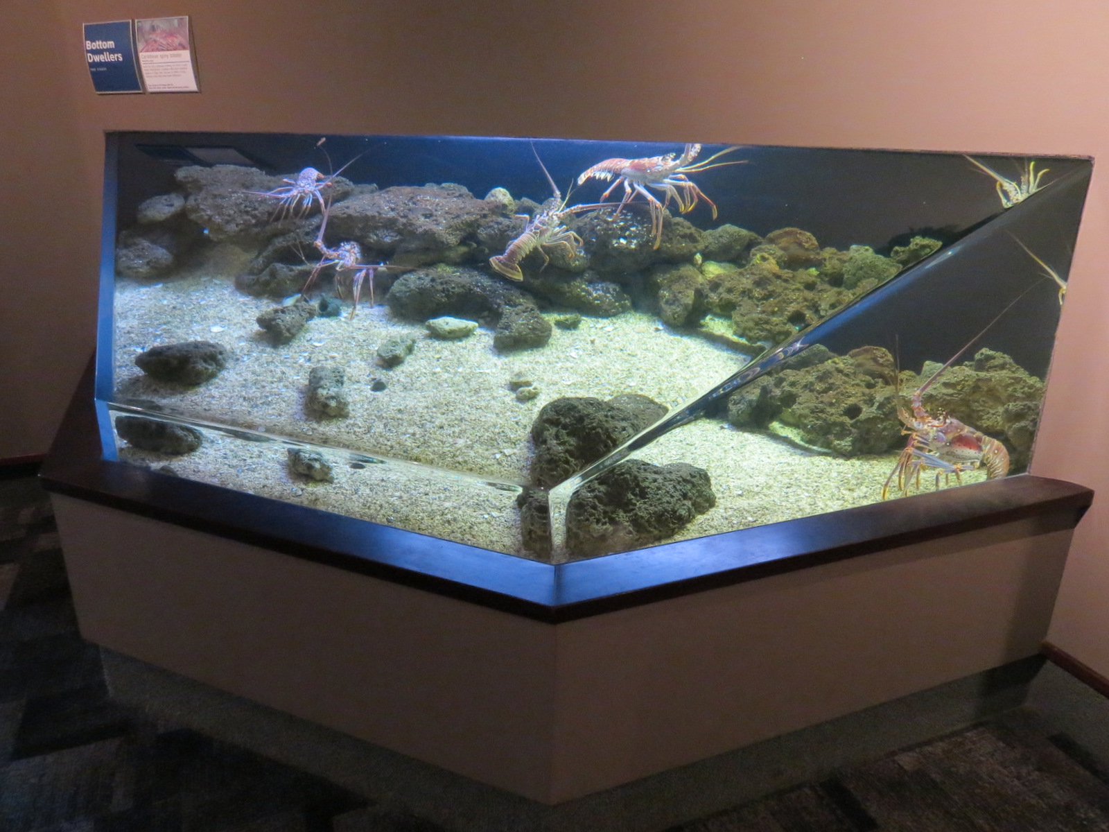 Coast - Bottom Dwellers Exhibit - Caribbean Spiny Lobster