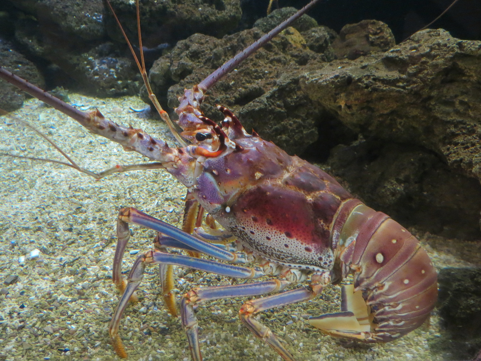 Coast - Bottom Dwellers Exhibit - Caribbean Spiny Lobster