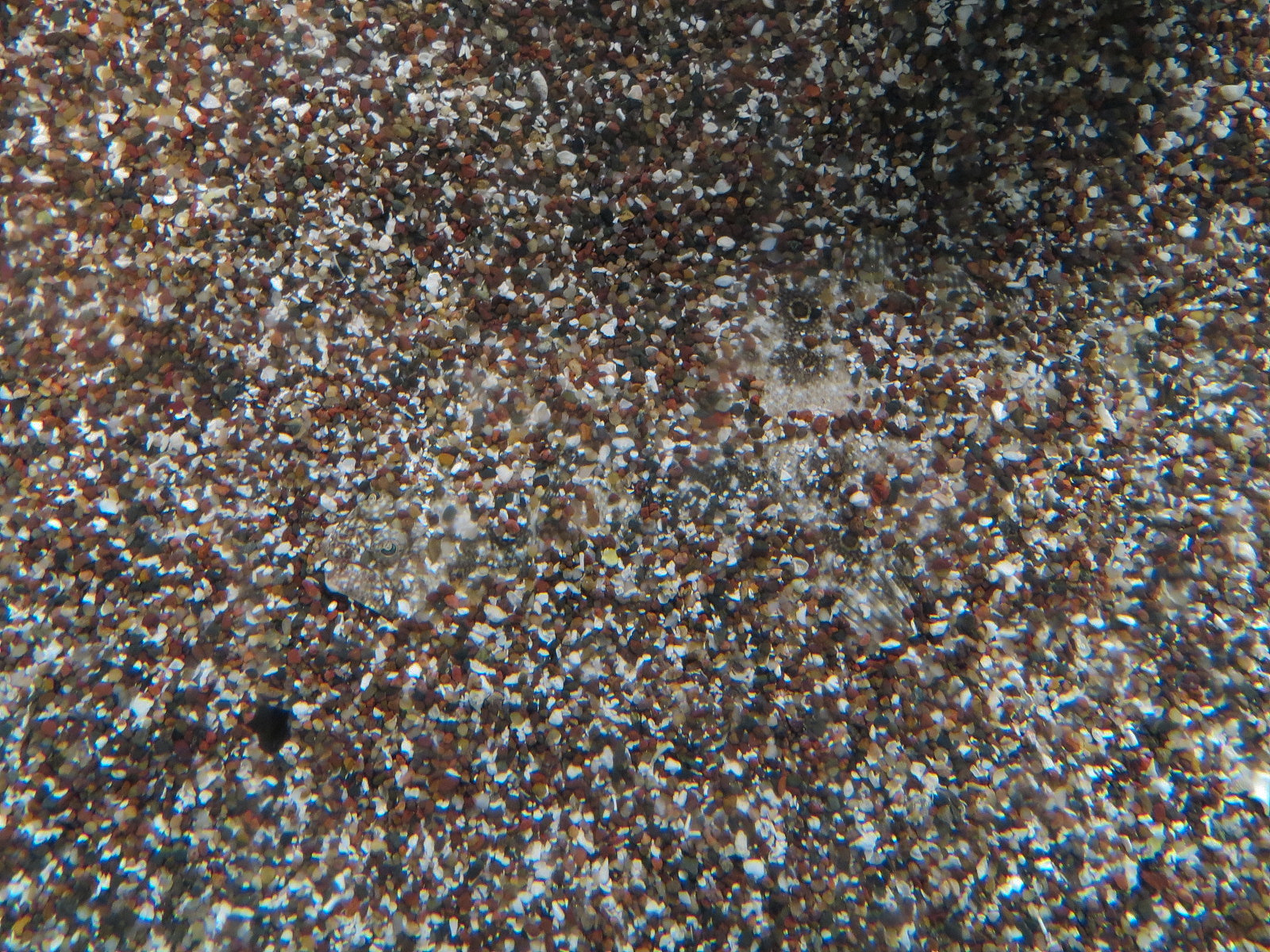 Coast - Camouflage Exhibits - Southern Flounder