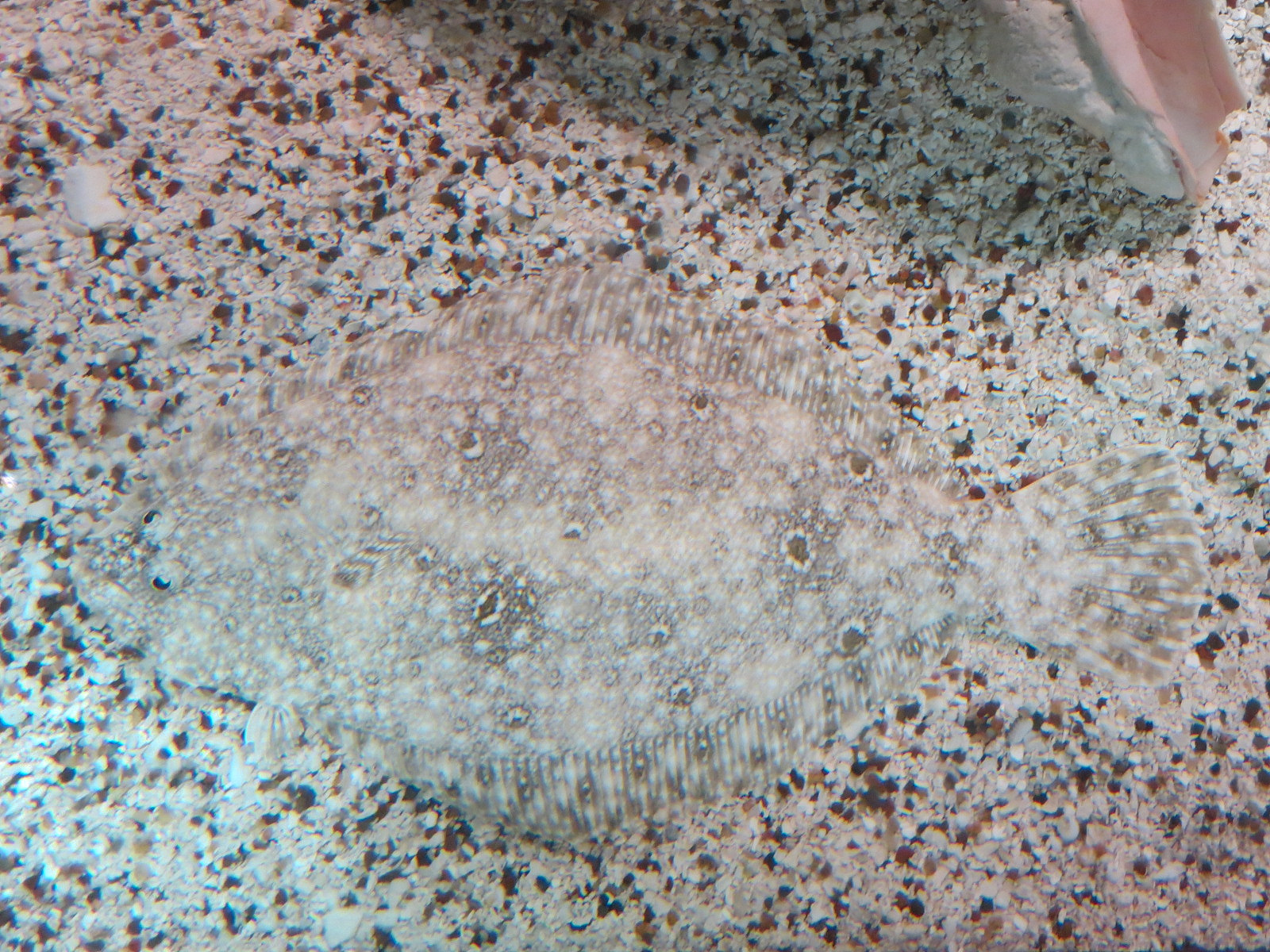 Coast - Camouflage Exhibits - Southern Flounder