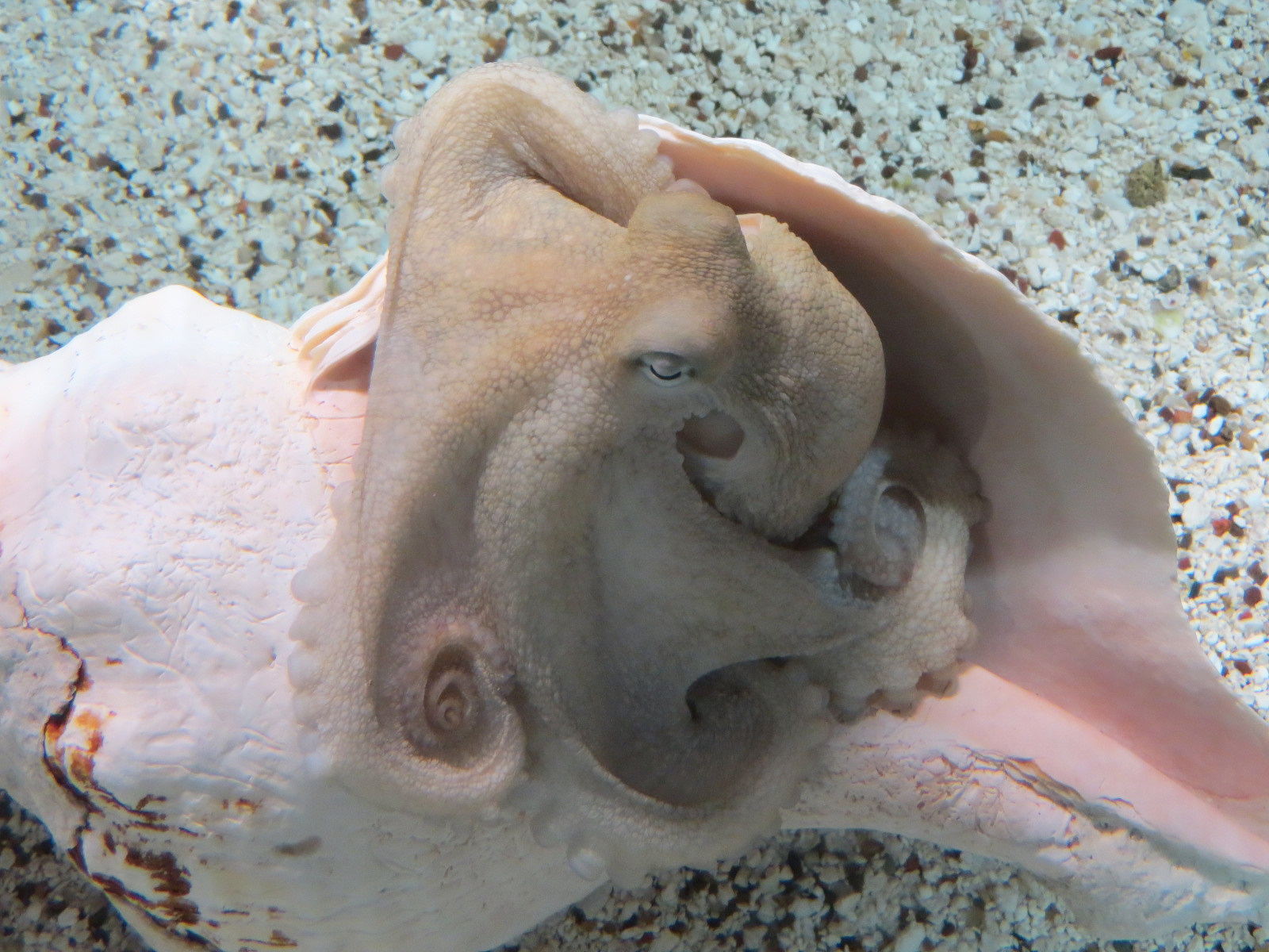 Coast - Camouflage Exhibits - Unidentified Octopus