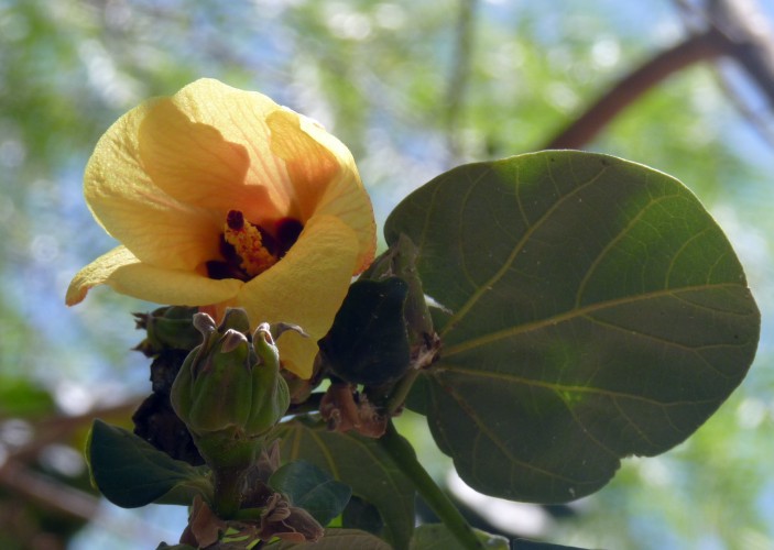 Coast cottonwood (Hibiscus tiliaceus)