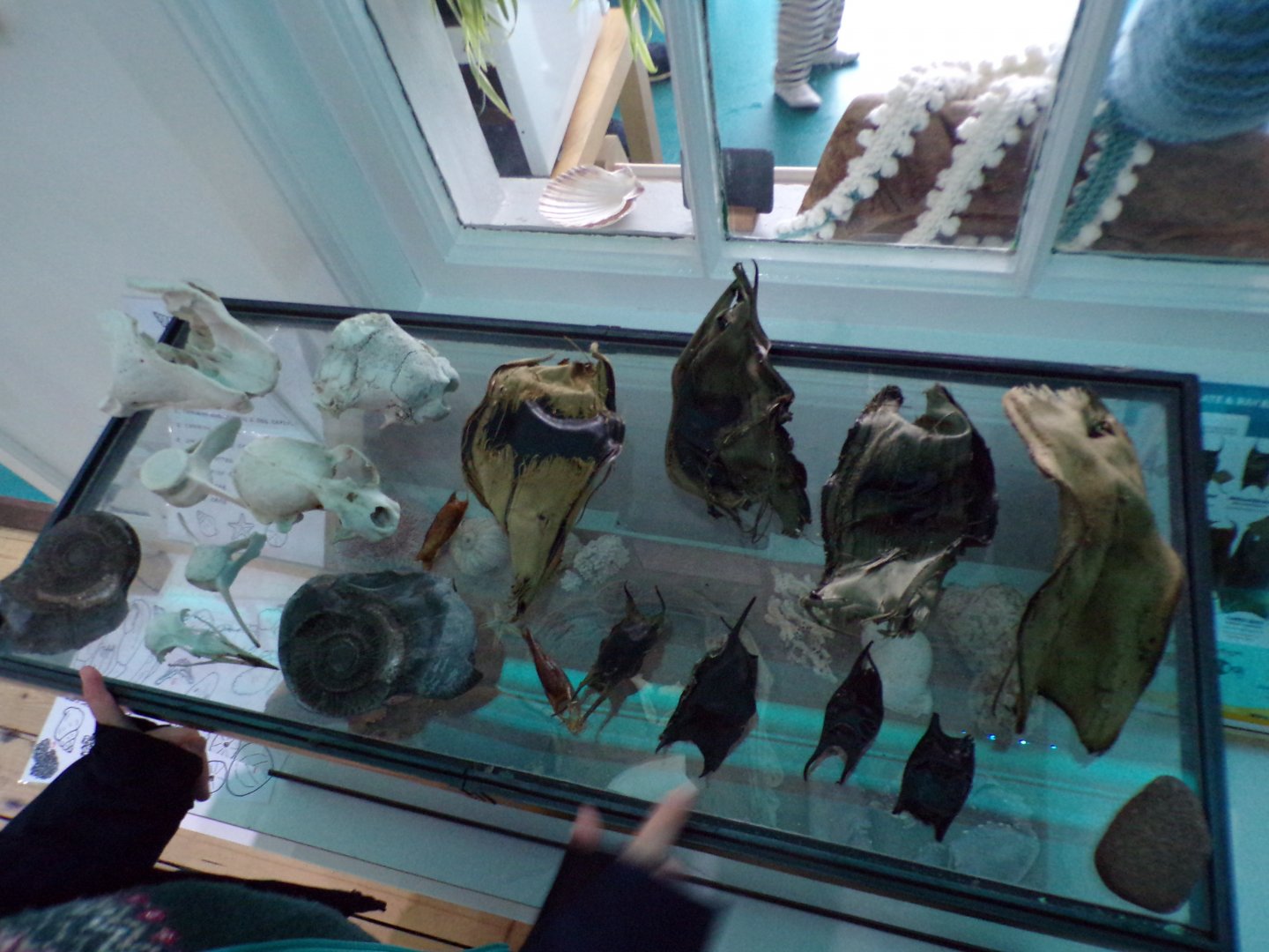 COAST Discovery centre- various skulls and other artefacts  17.9.23