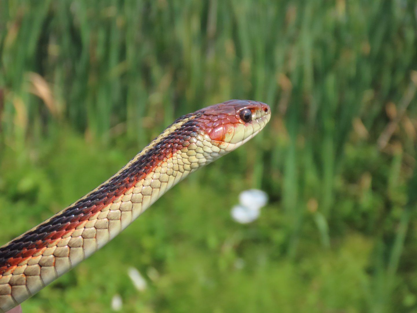 Coast Garter Snake (Thamnophis elegans terrestris)