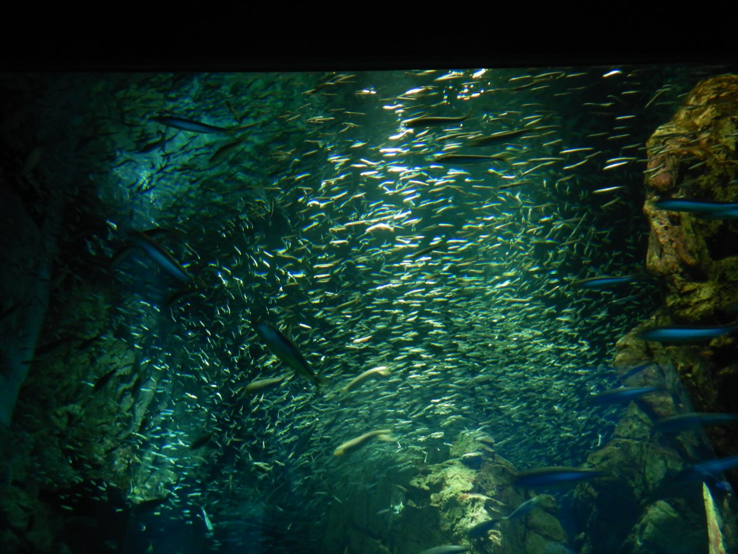 Coast of Chile Exhibit - Japanese Anchovy and South American Pilchard