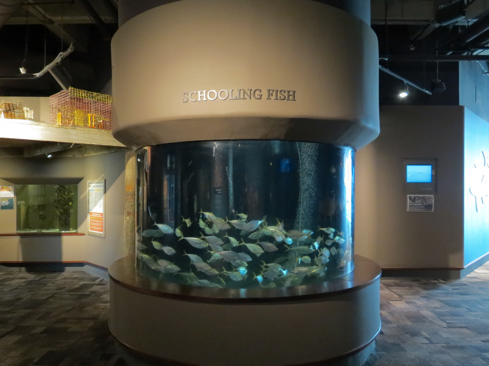 Coast - Schooling Fish Exhibit - Atlantic Bumper