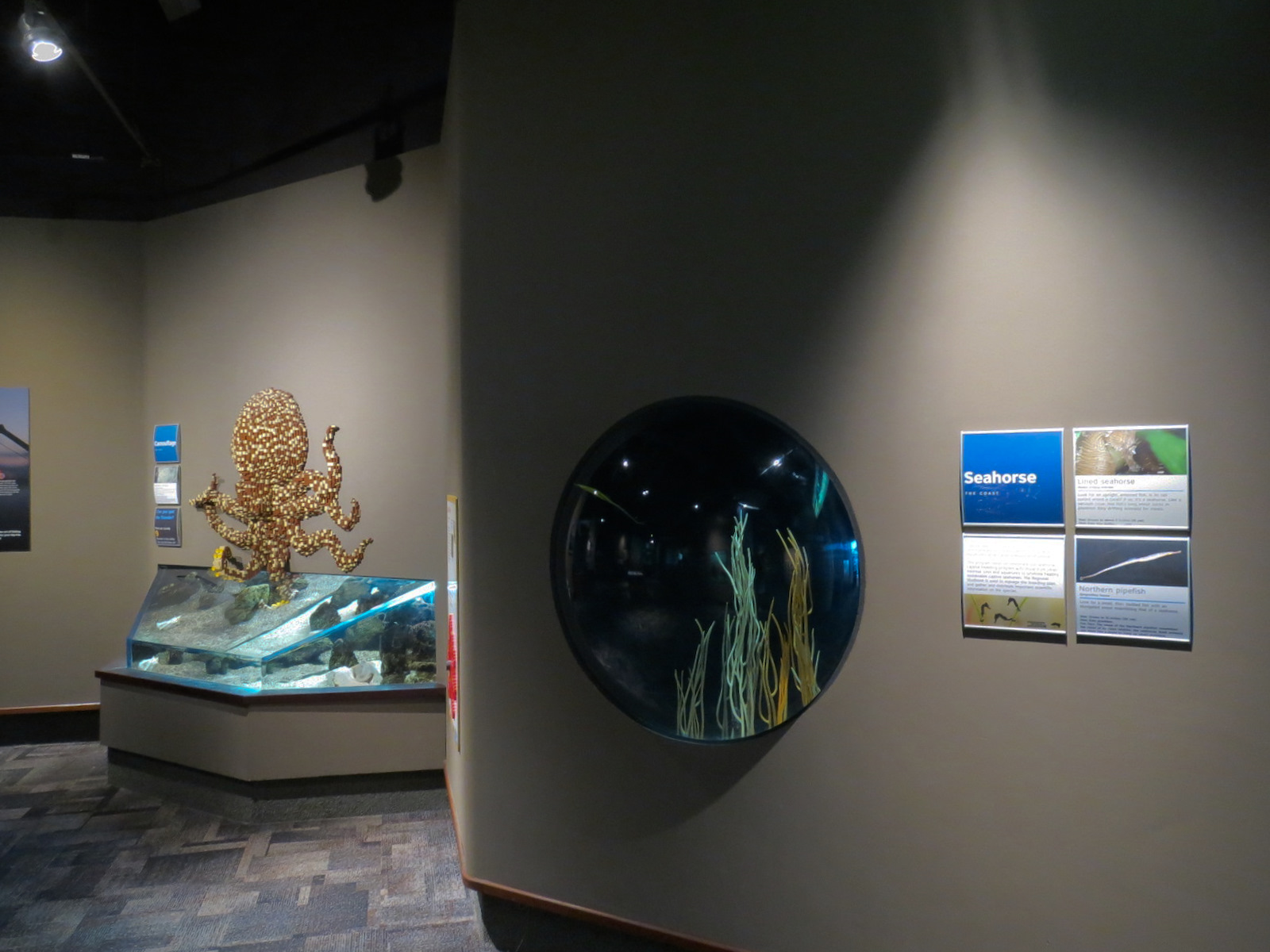 Coast - Seahorse Exhibit