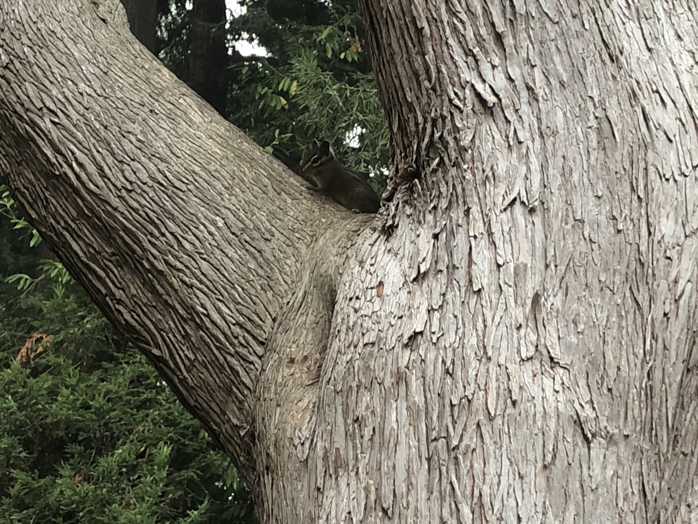 Coastal Allen's chipmunk (Arcata, CA)