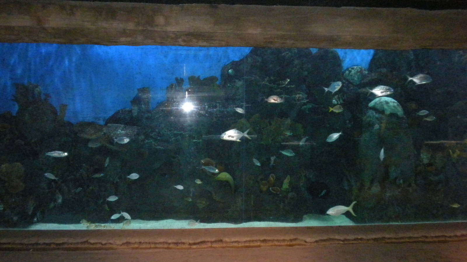 Coastal Aquarium