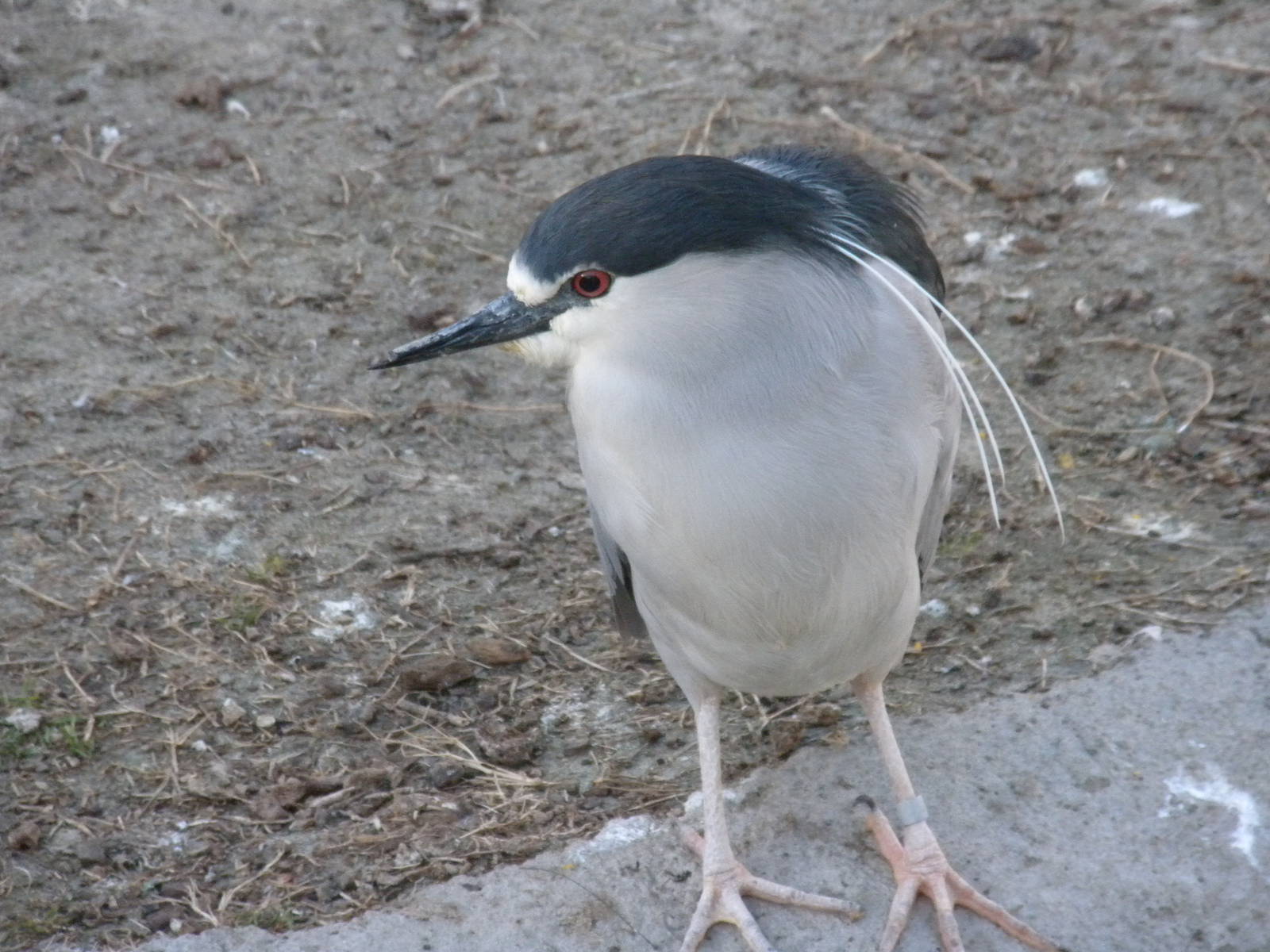Coastal Aviary - black-crowned night heron