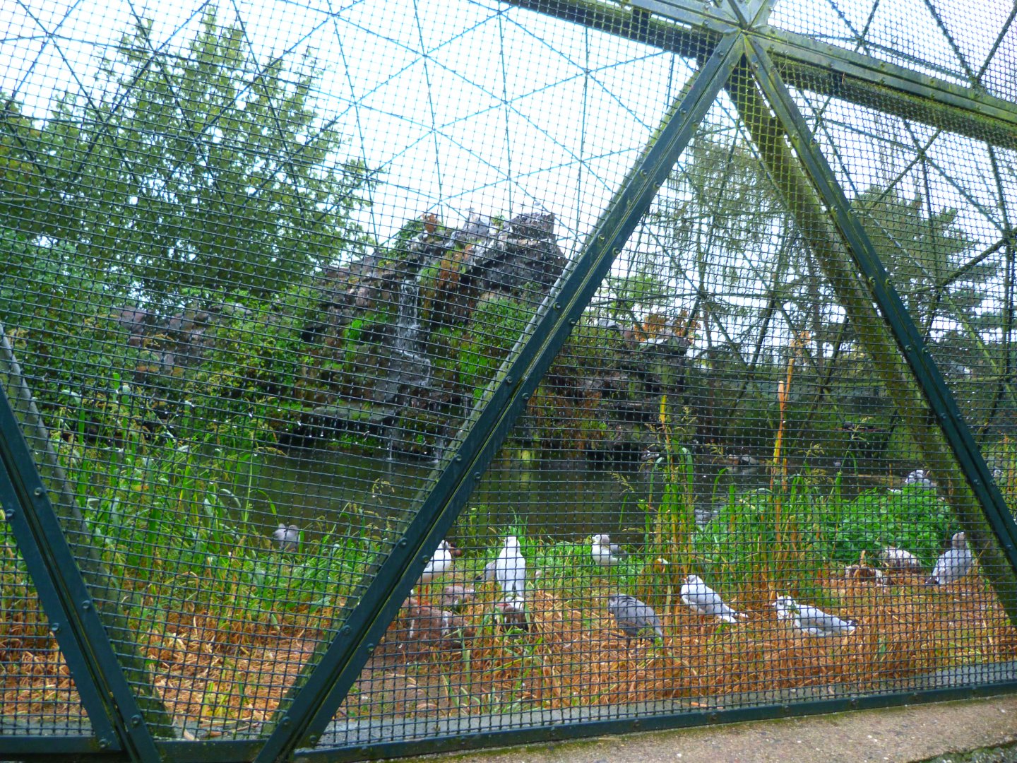 Coastal aviary -Tierpark Berlin (2024)