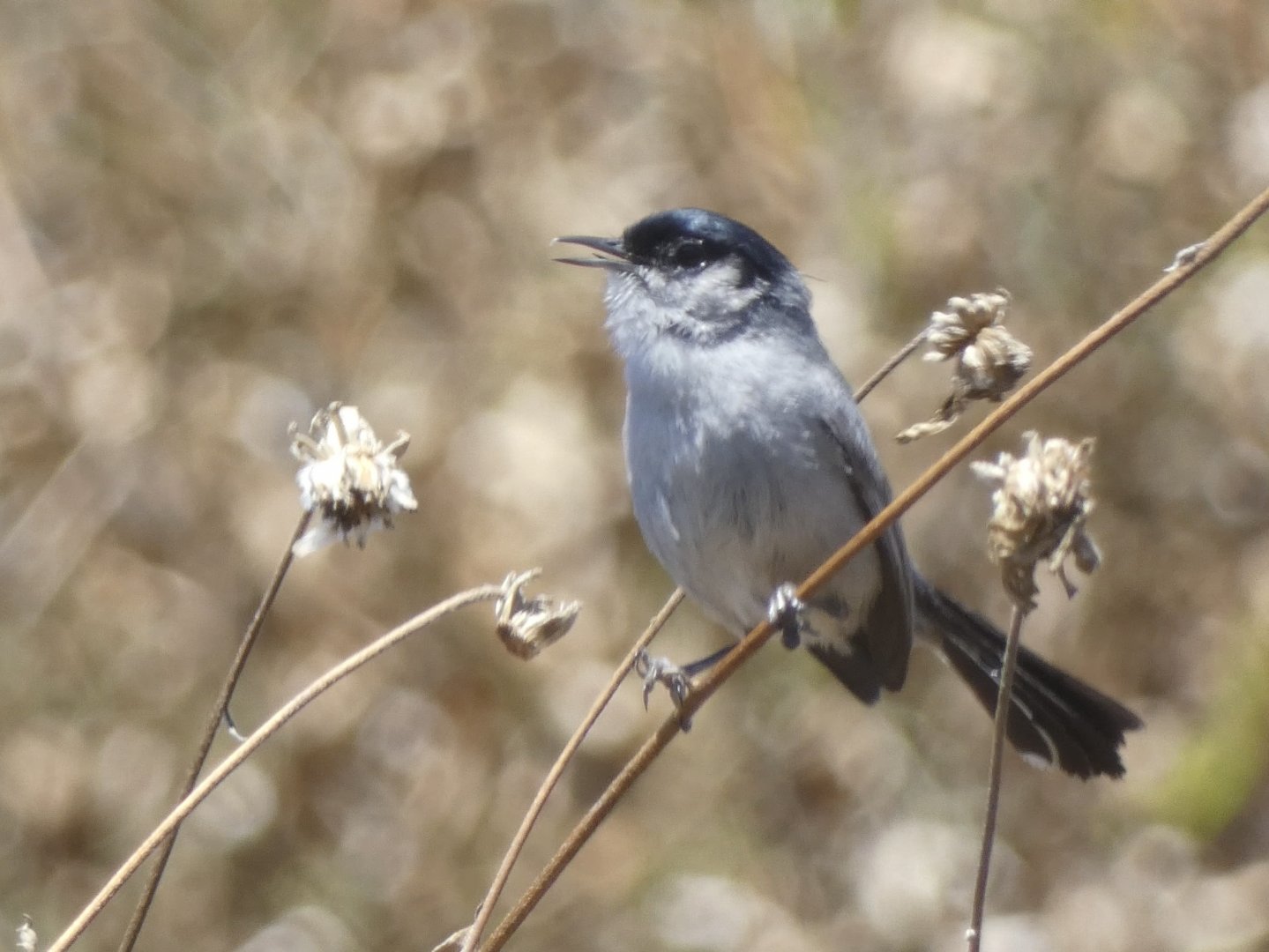 Coastal California gnatcatcher singing