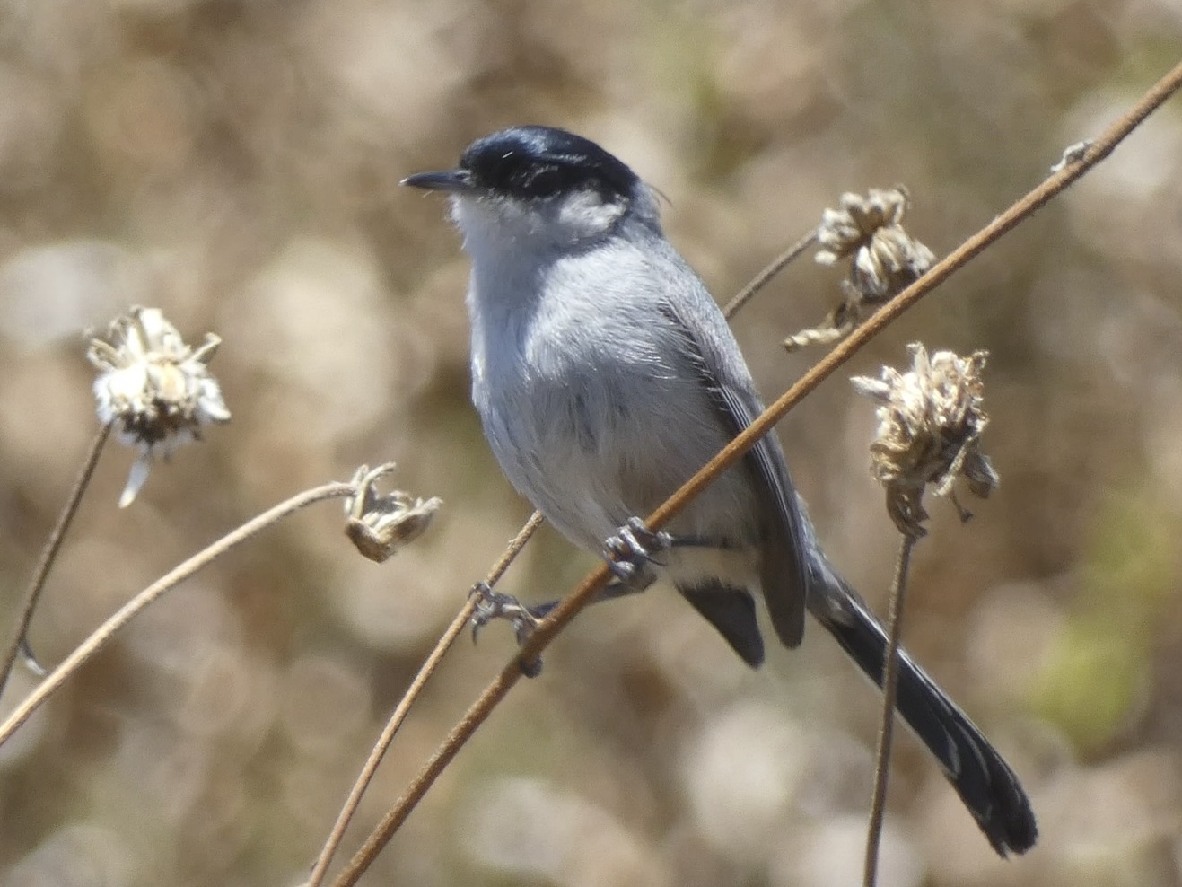 Coastal California gnatcatcher
