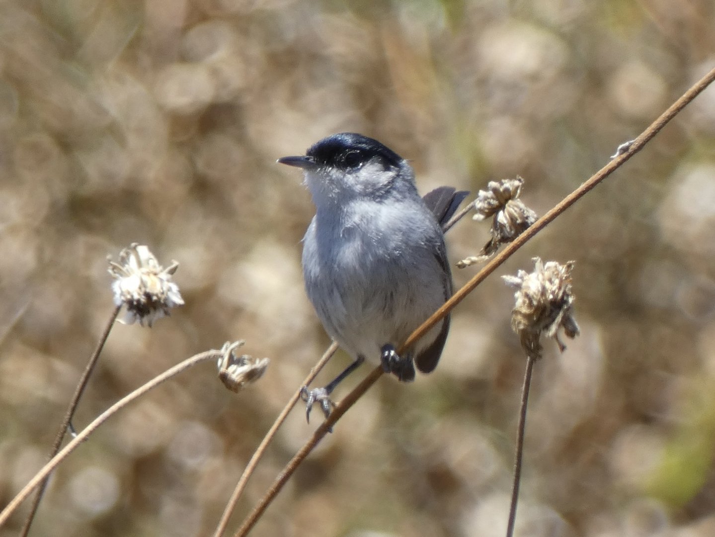 Coastal California gnatcatcher