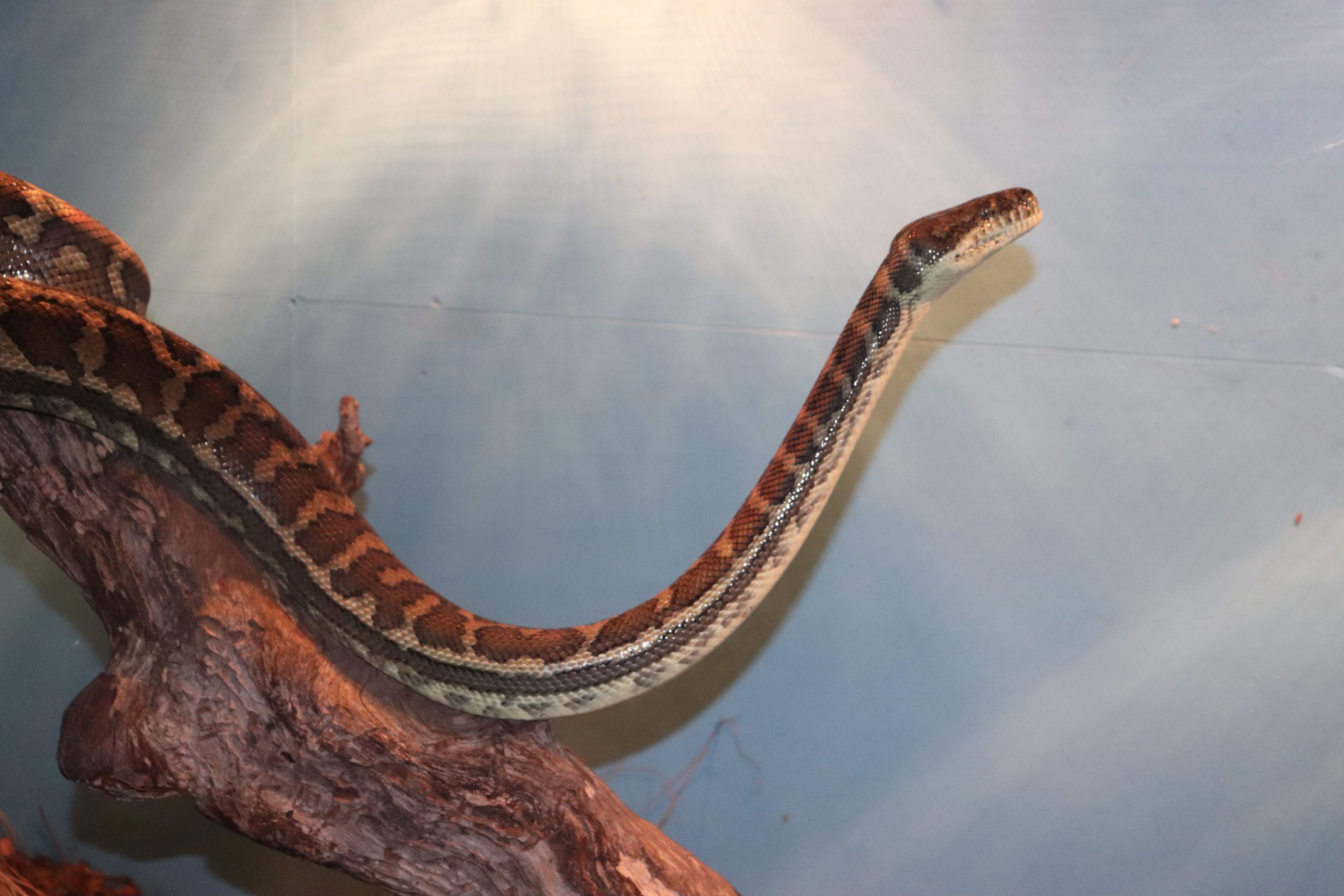 Coastal Carpet Python (Morelia spilota mcdowelli)