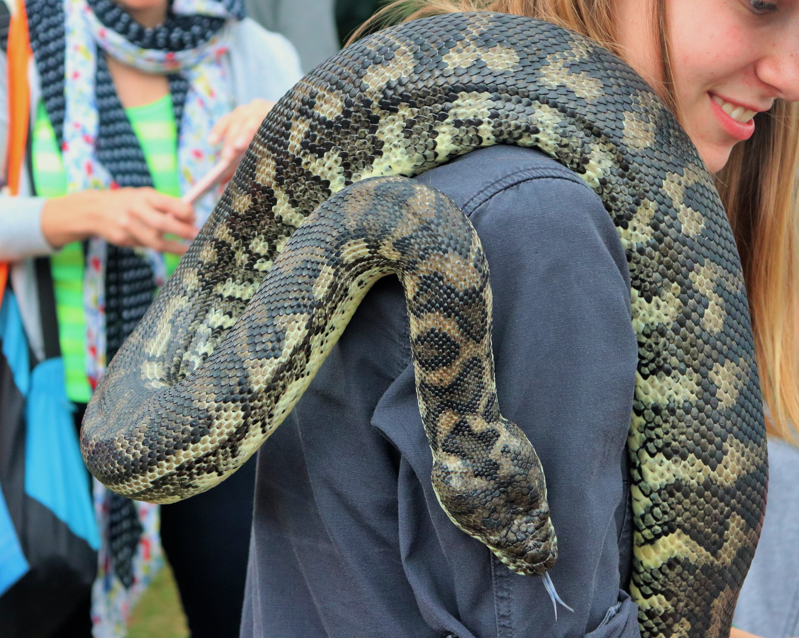 Coastal Carpet Python (Morelia spilota mcdowelli)