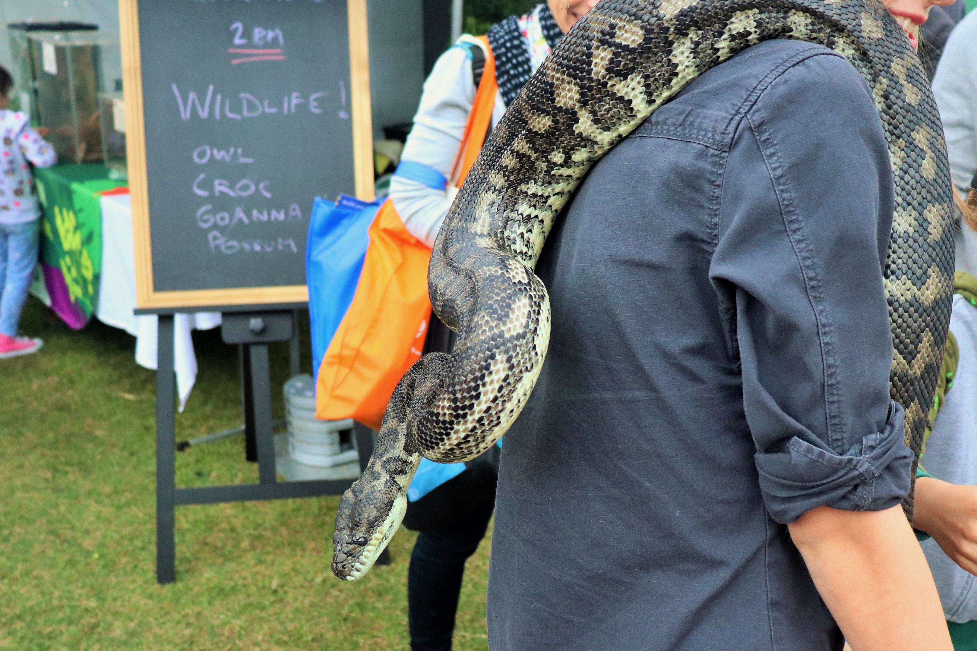 Coastal Carpet Python (Morelia spilota mcdowelli)