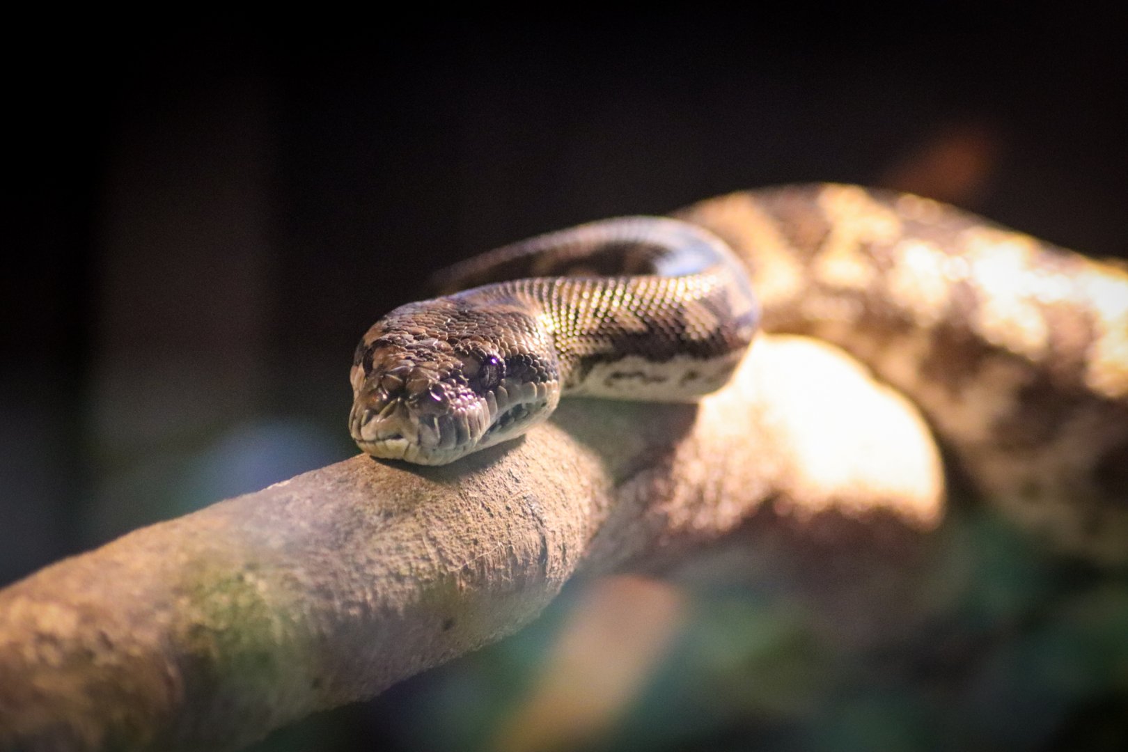 Coastal Carpet Python (Morelia spilota mcdowelli)