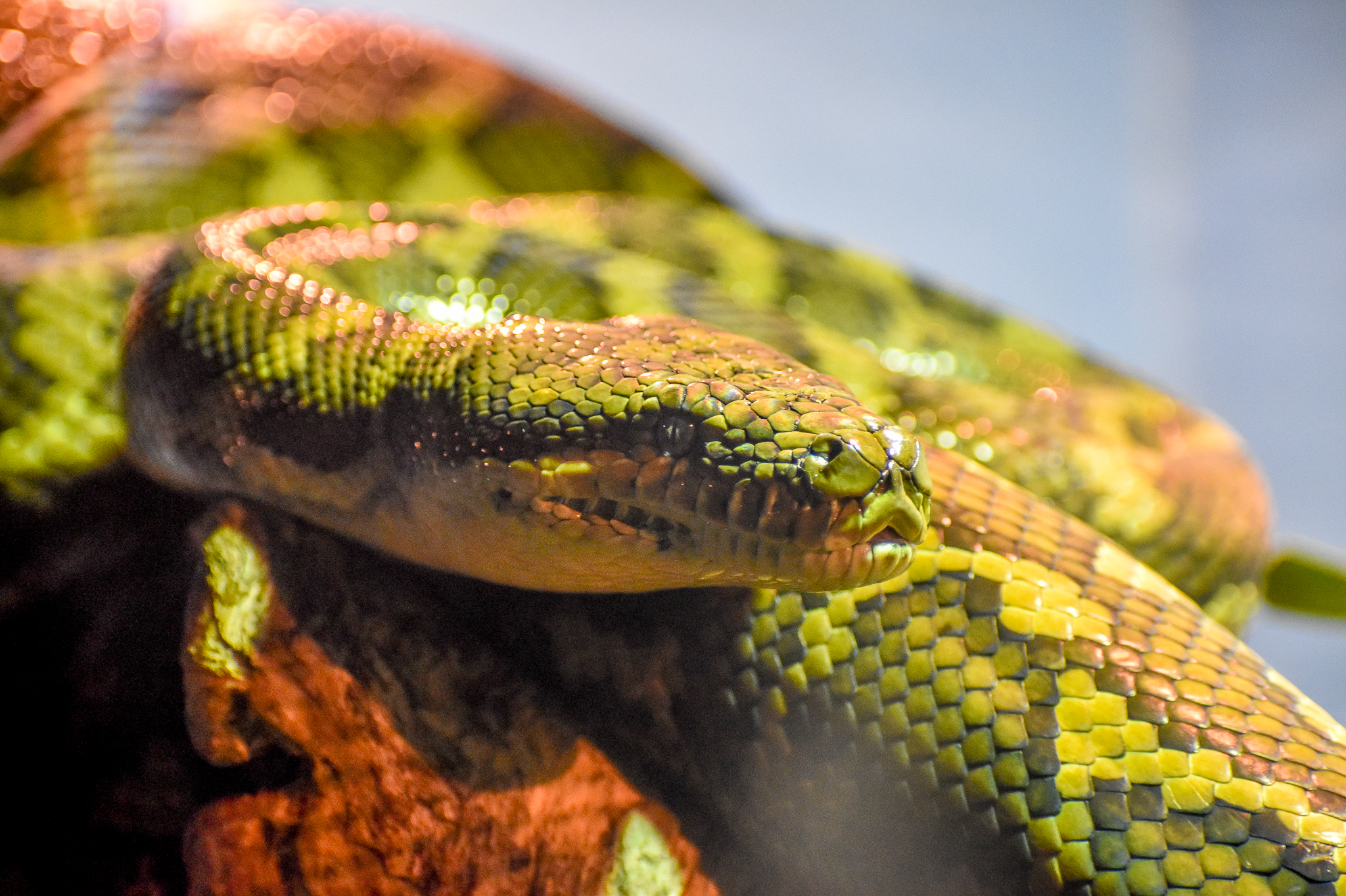Coastal Carpet Python (Morelia spilota mcdowelli)